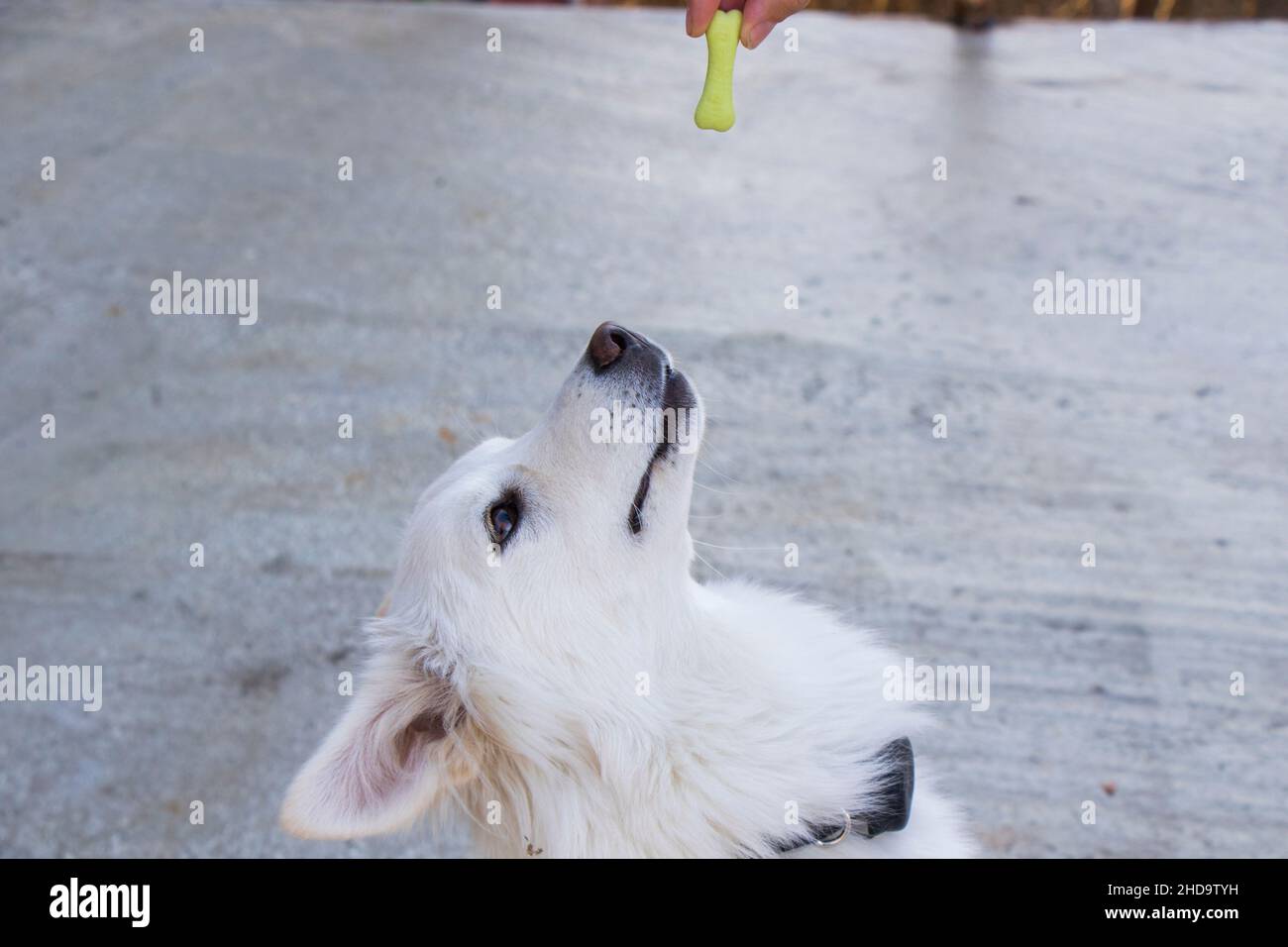 Cibo per cani e cani bianchi, cibo per cani secchi, scena di mangiare all'aperto Foto Stock