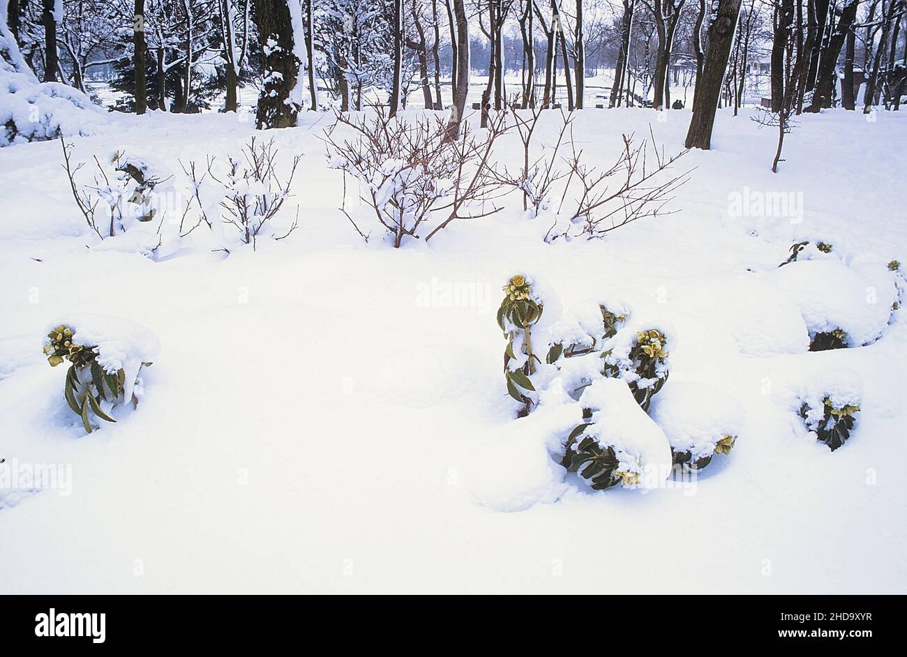 Primo piano di Helleborus argutifolius o corsicano hellebore coperto di neve un sempreverde sempreverde perenne cuscinetto fiori verdi pallidi in inverno e primavera Foto Stock