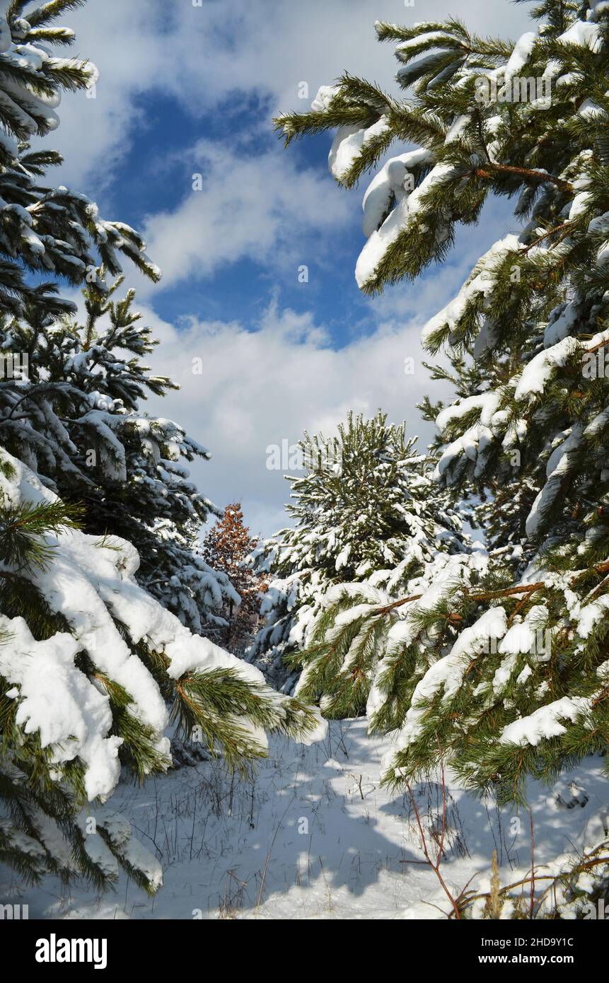 Inverno pineta con neve su alberi. Pittoresca scena vinicola. Foto Stock