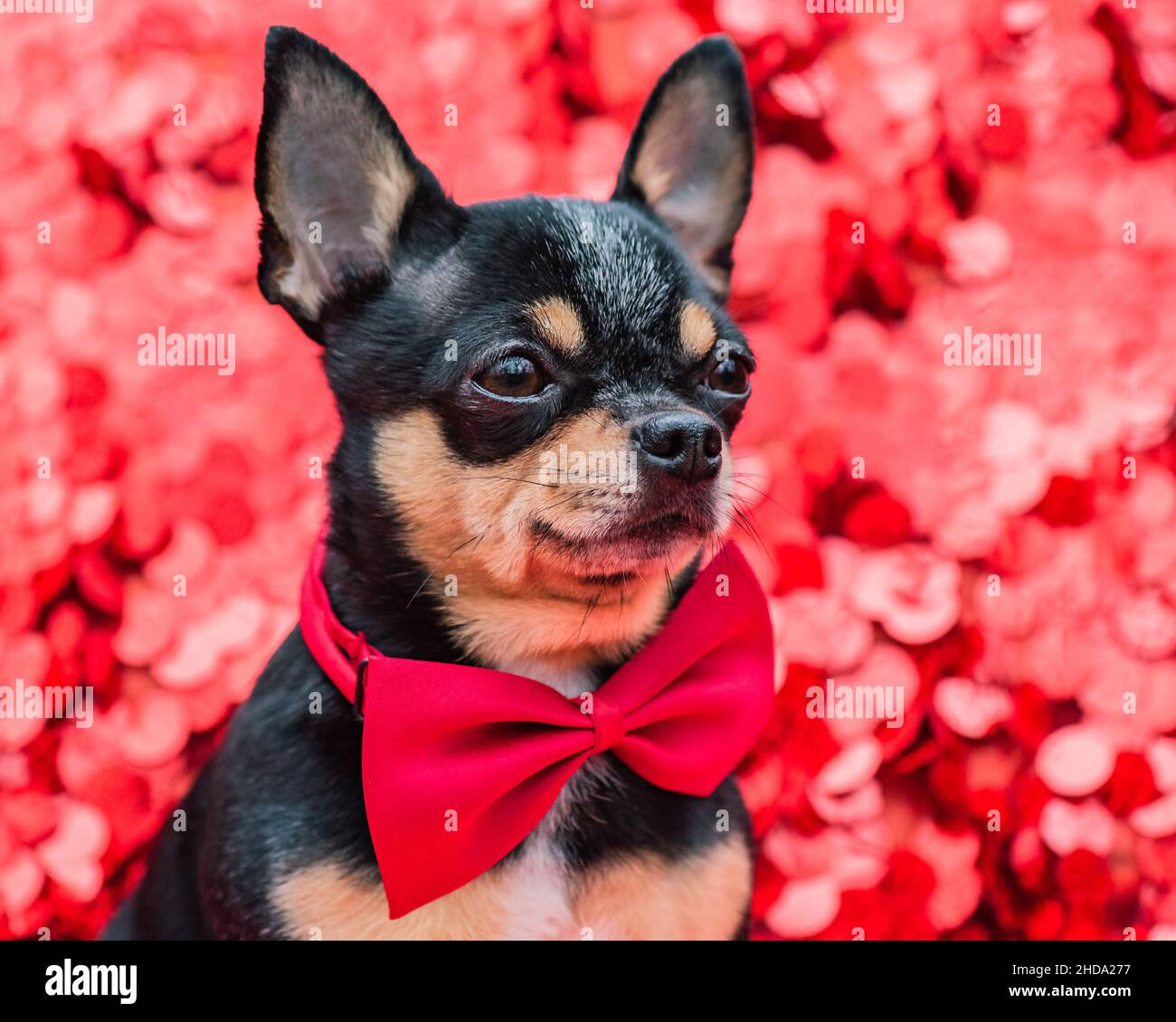 Cane animale. Razza di cani Chihuahua mini tricolore su sfondo rosso con scintille. Foto Stock