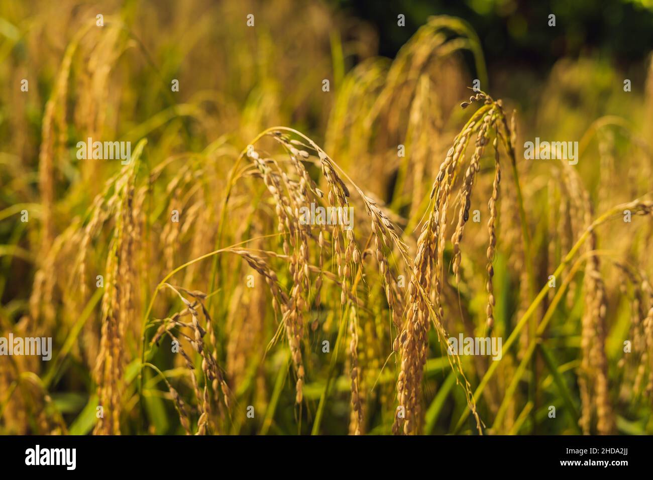 Orecchie mature di riso su un campo di figa sullo sfondo della luce del  sole Foto stock - Alamy