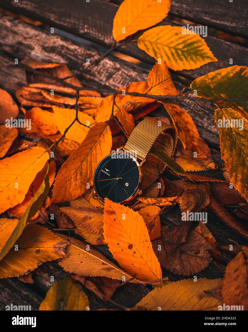 Orologio Aventino oro su un letto di foglie colorate autunnali Foto Stock