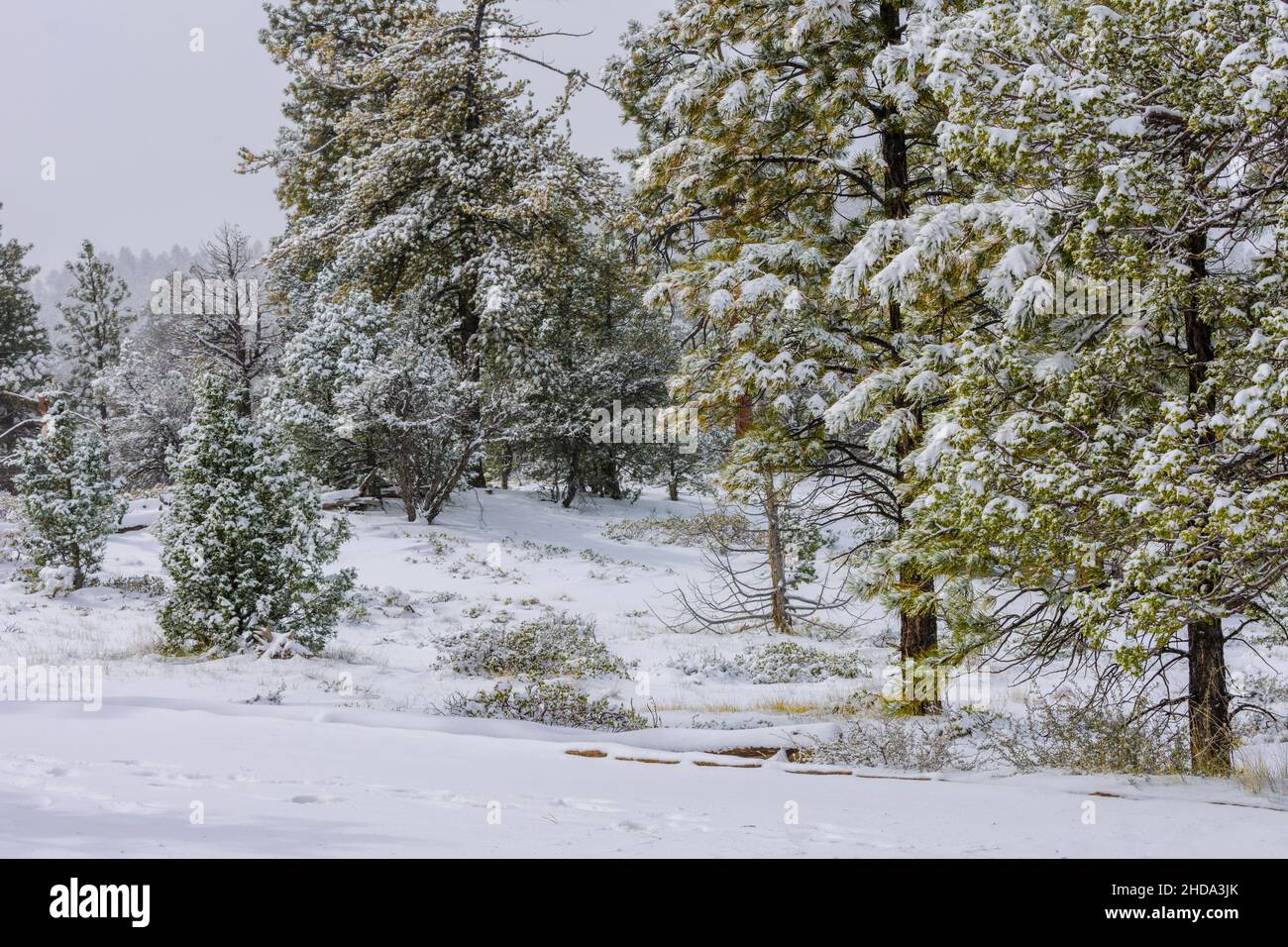 Pini innevati, fresco potere a terra, la bellezza della natura. Foto Stock