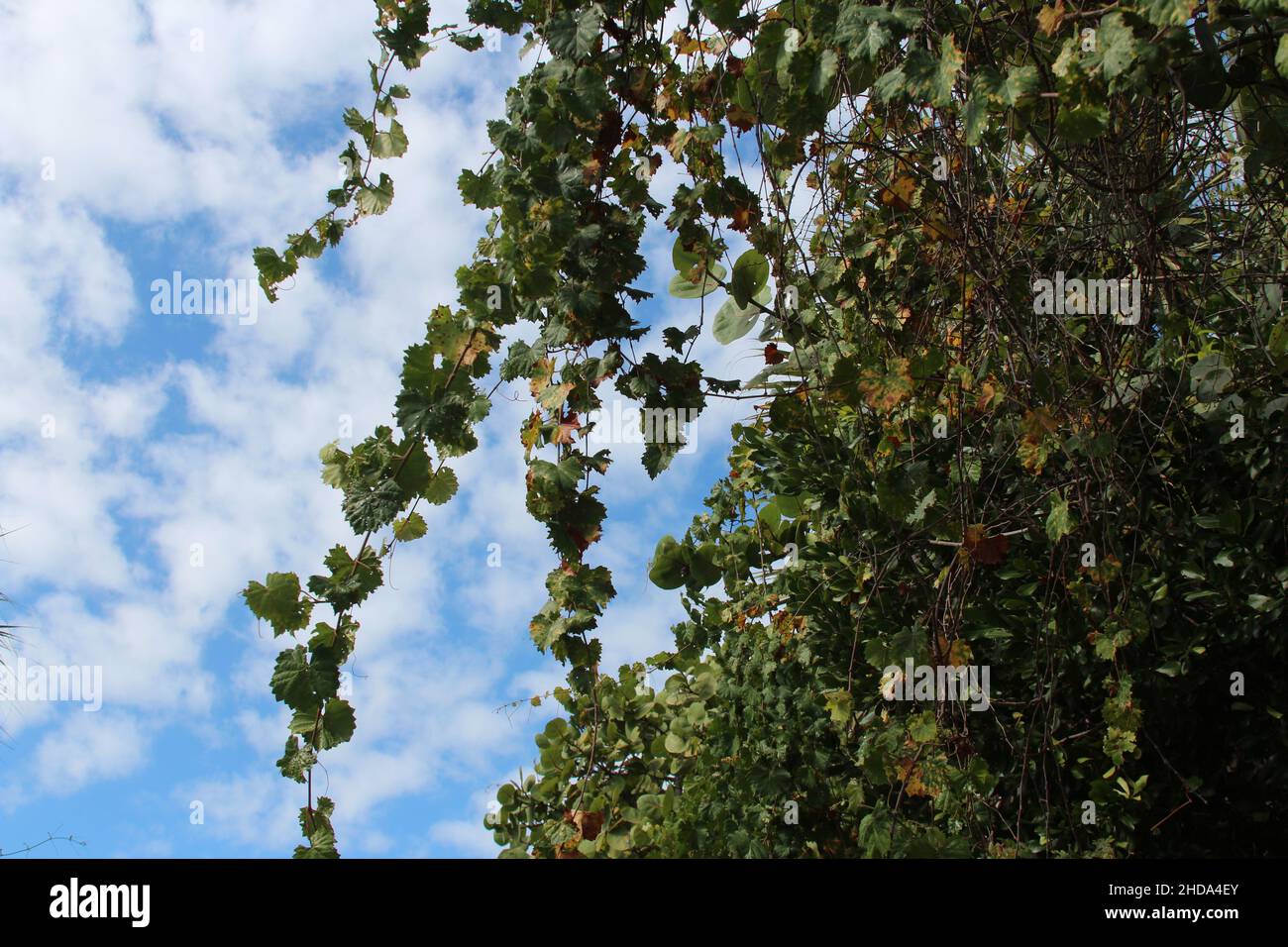 Sfondo blu del cielo con foglie di albero appese su un ramo. Foto Stock