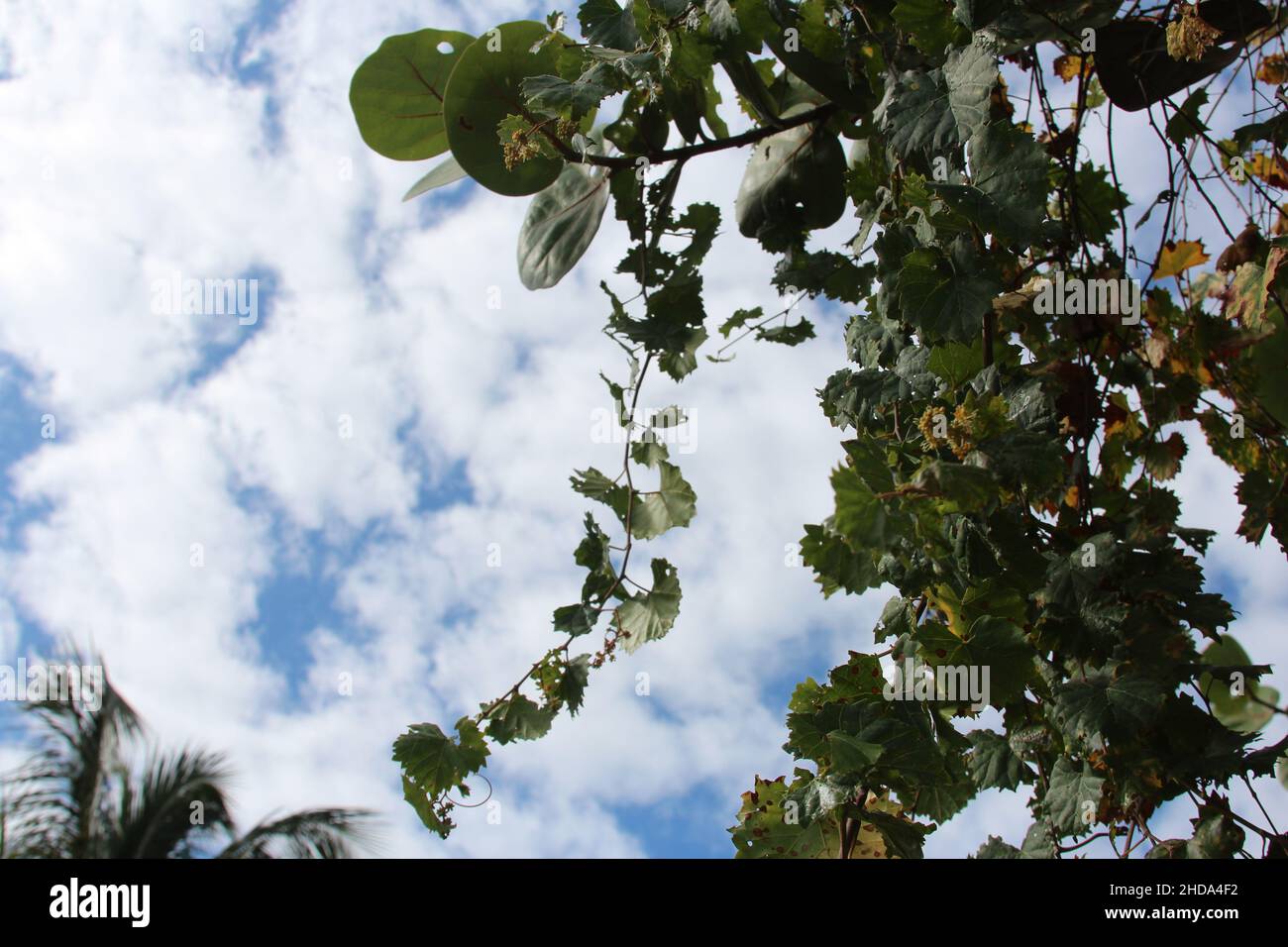 Sfondo blu del cielo con foglie di albero appese su un ramo. Foto Stock