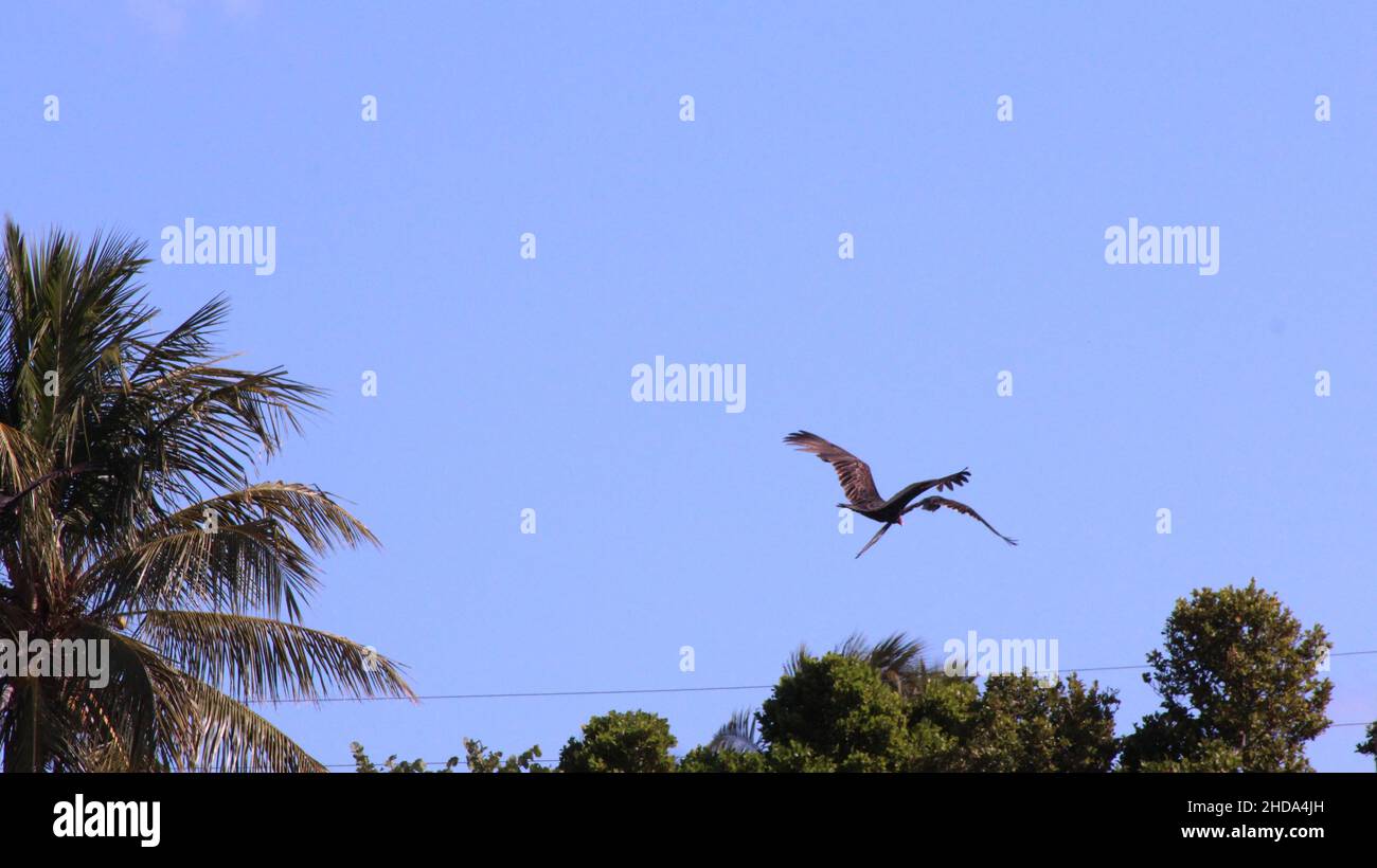 avvoltoio tacchino che vola nel cielo Foto Stock