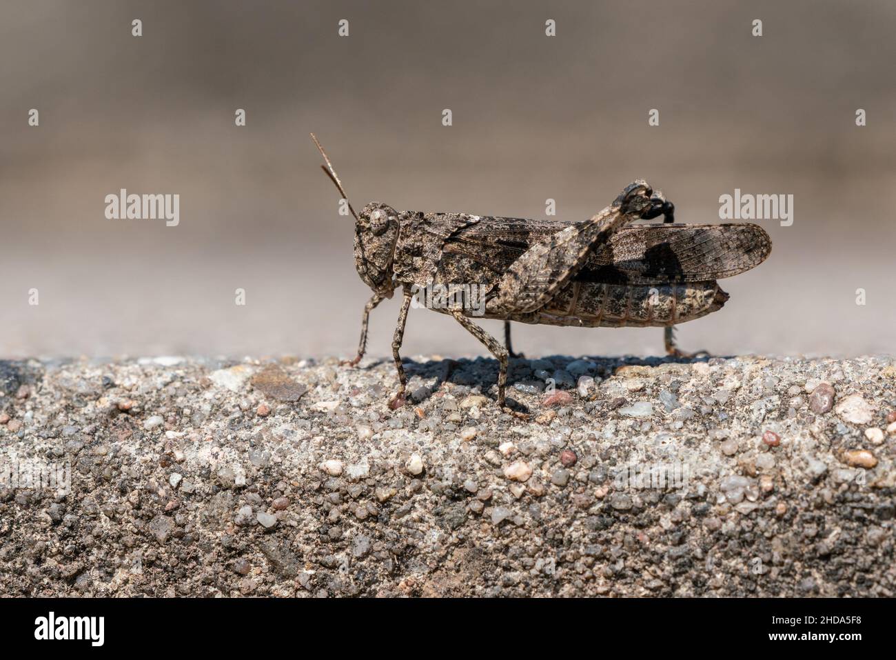 Grasshopper dalle ali blu (Oedipoda caerulescens) un maestro di travestimento Foto Stock