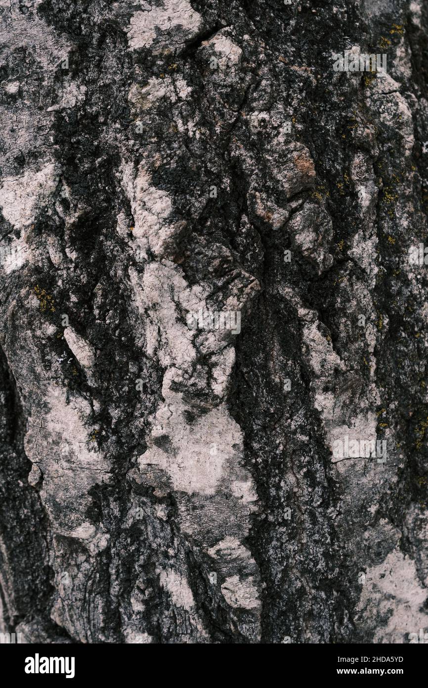 Una vista ravvicinata di un tronco di albero mostra la struttura ruvida della corteccia in inverno, che è per lo più bianco e nero come l'albero è coperto con lichen crescere Foto Stock