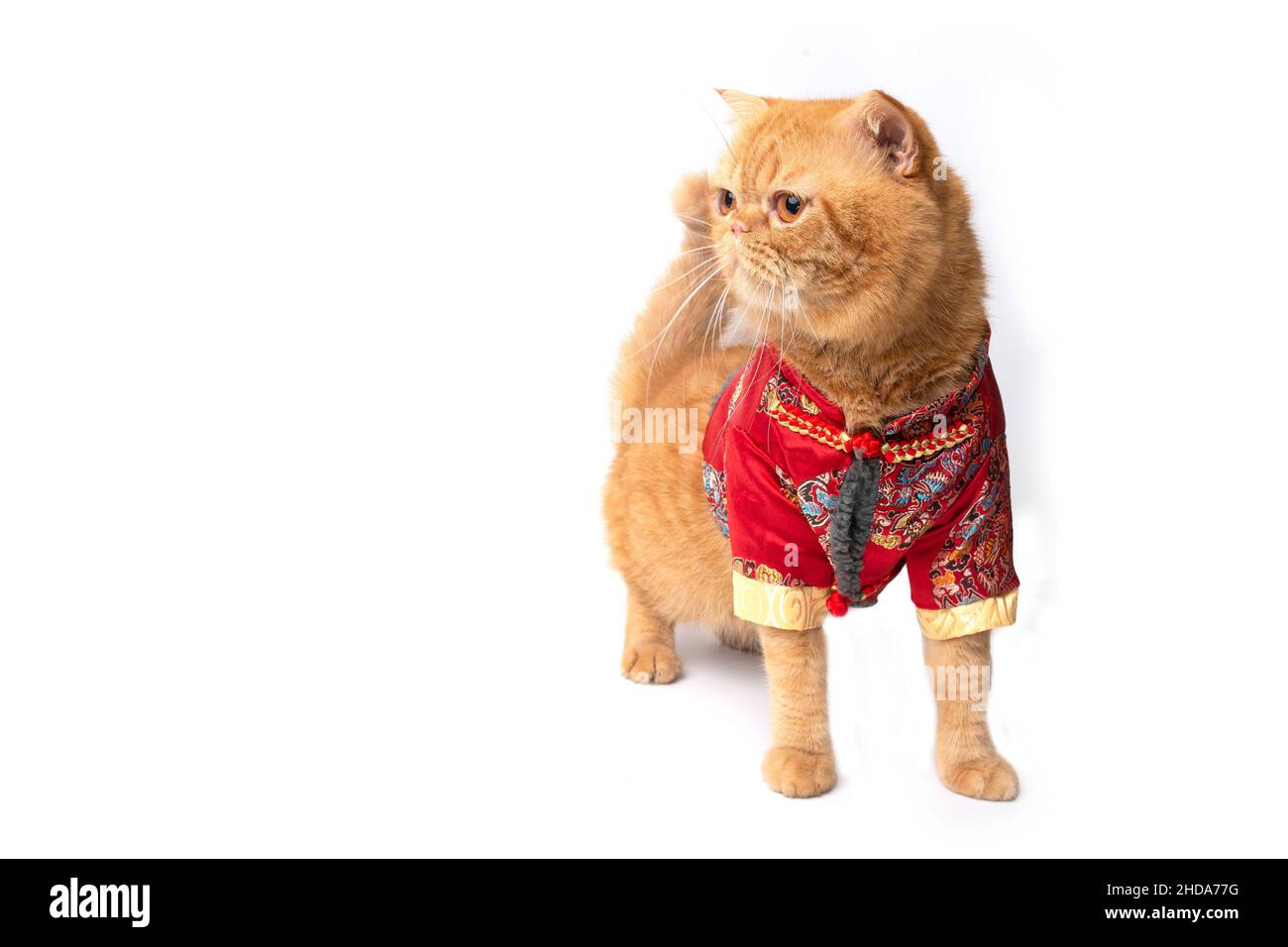 Studio girato di carino scottish fold gatto indossando cinese di nuovo anno costume in piedi e guardando a qualcosa. Foto Stock