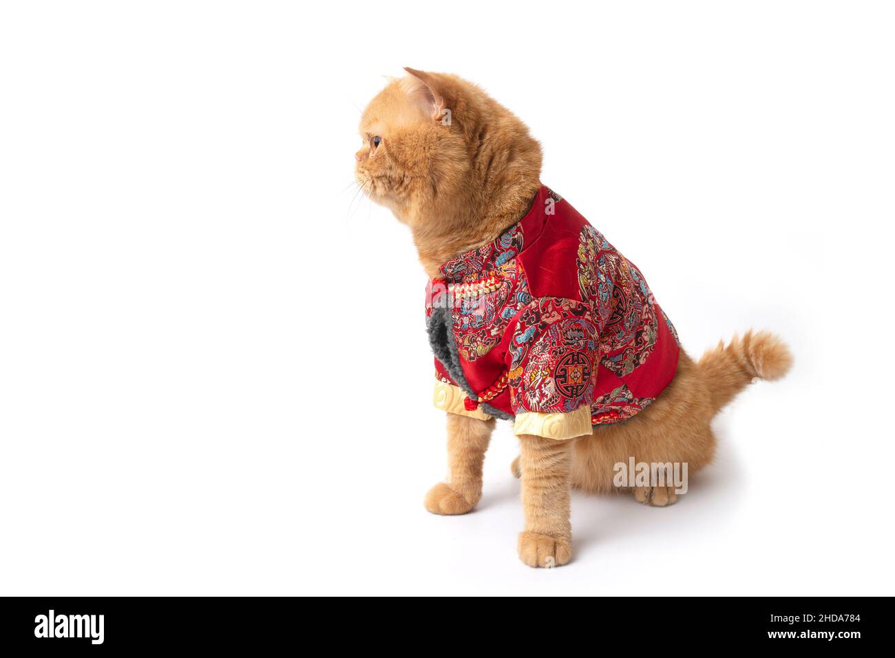 Studio girato di carino scottish fold gatto indossando cinese di nuovo anno costume seduta e guardando a qualcosa. Foto Stock