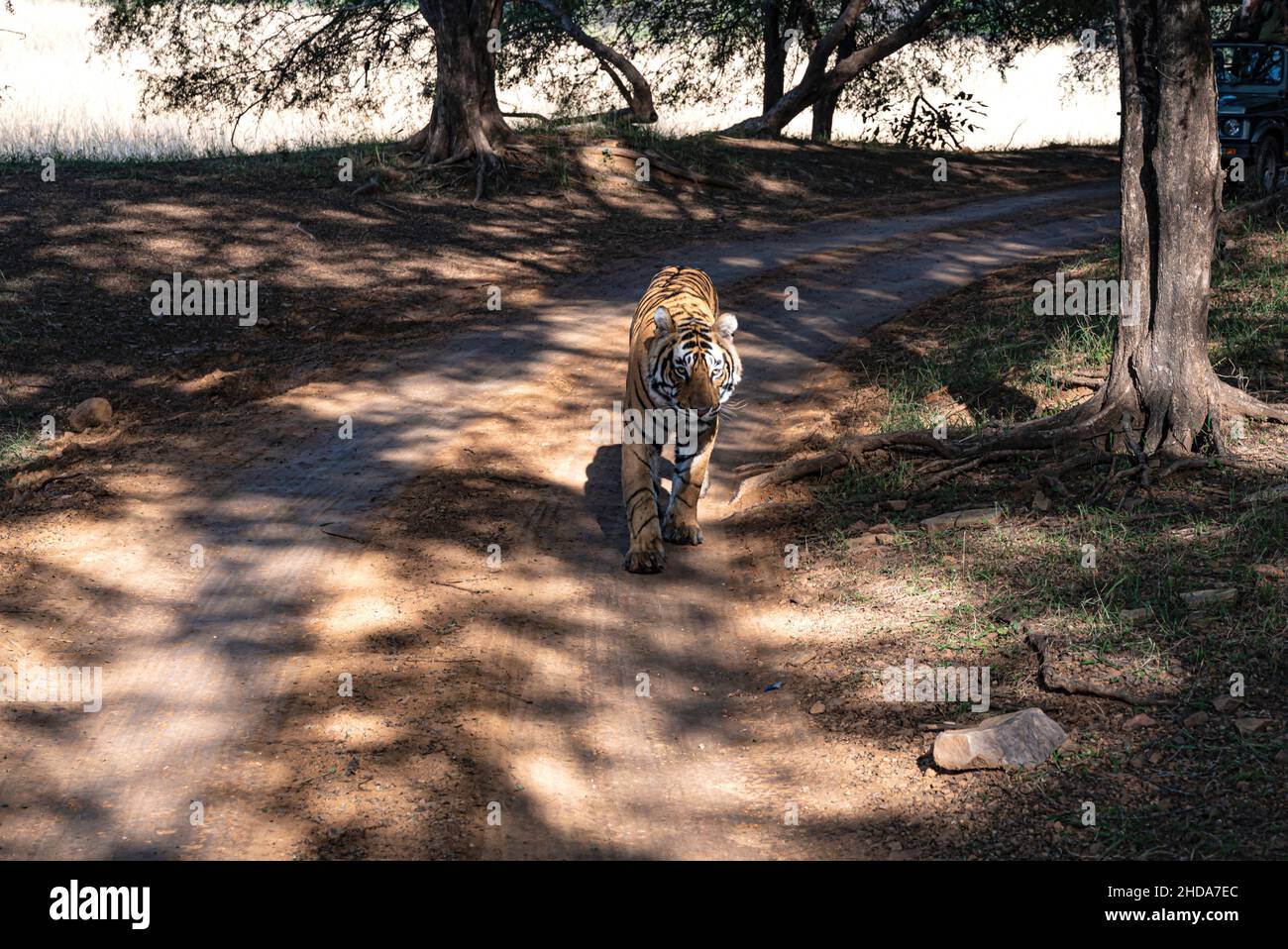 Tiger che cammina il suo territorio nella foresta di Ranthambore. Foto Stock