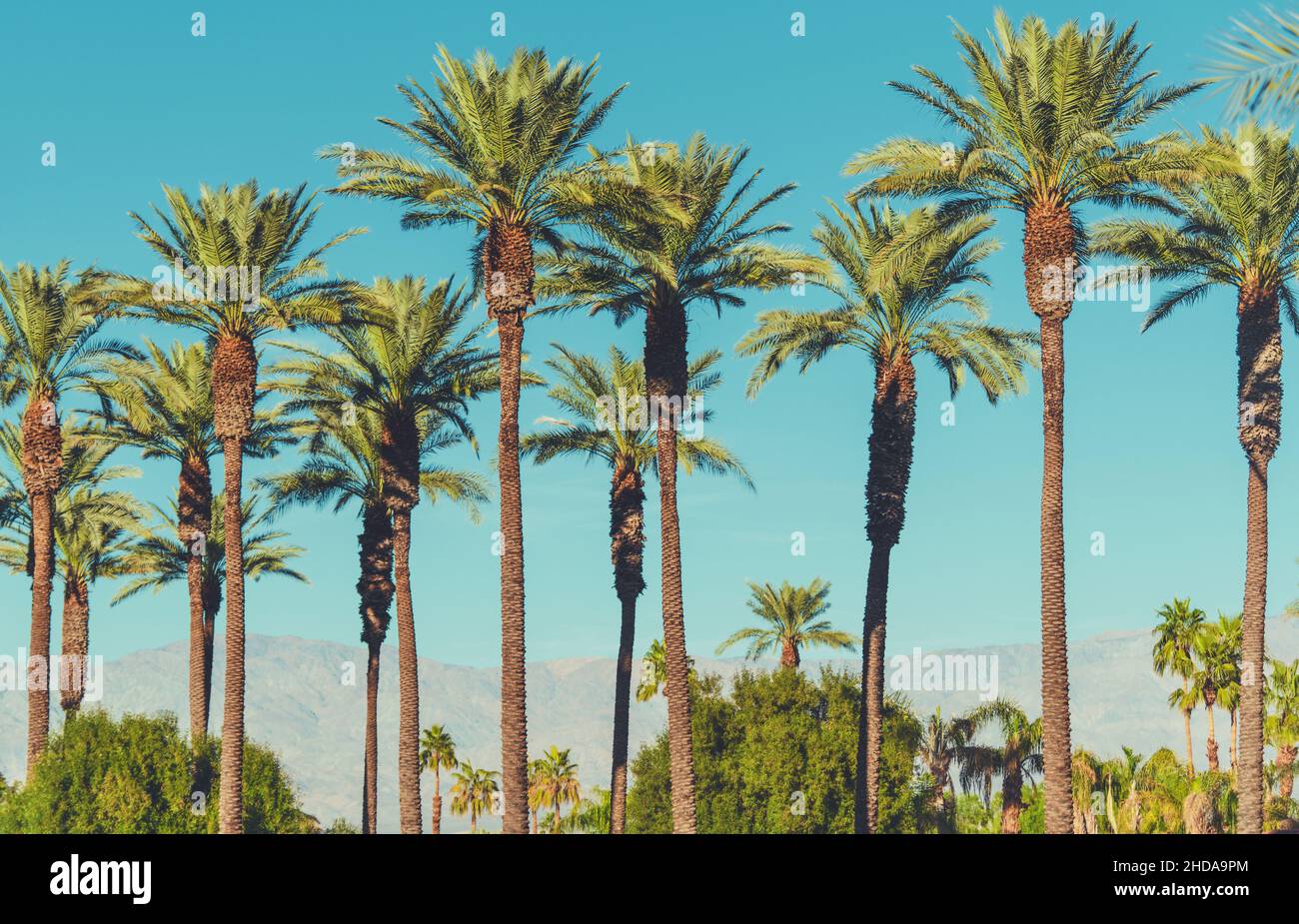 Date Palms di Coachella Valley California e Mountain Range in uno sfondo. Foto Stock