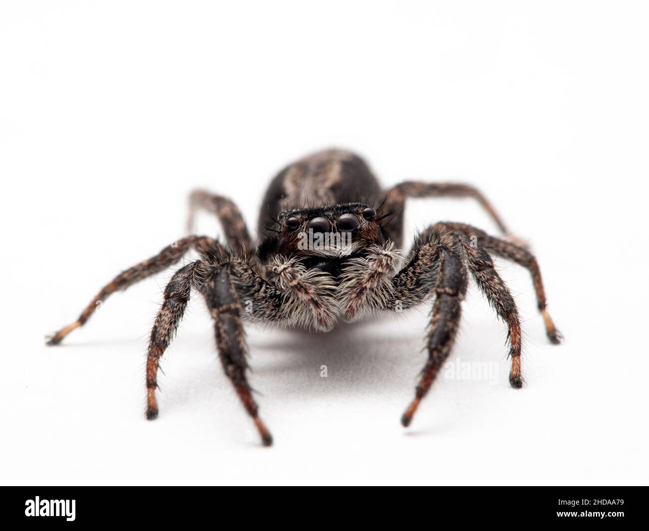 Primo piano di un ragno di salto, Platycryptus californicus, isolato, CECP 2019 Foto Stock