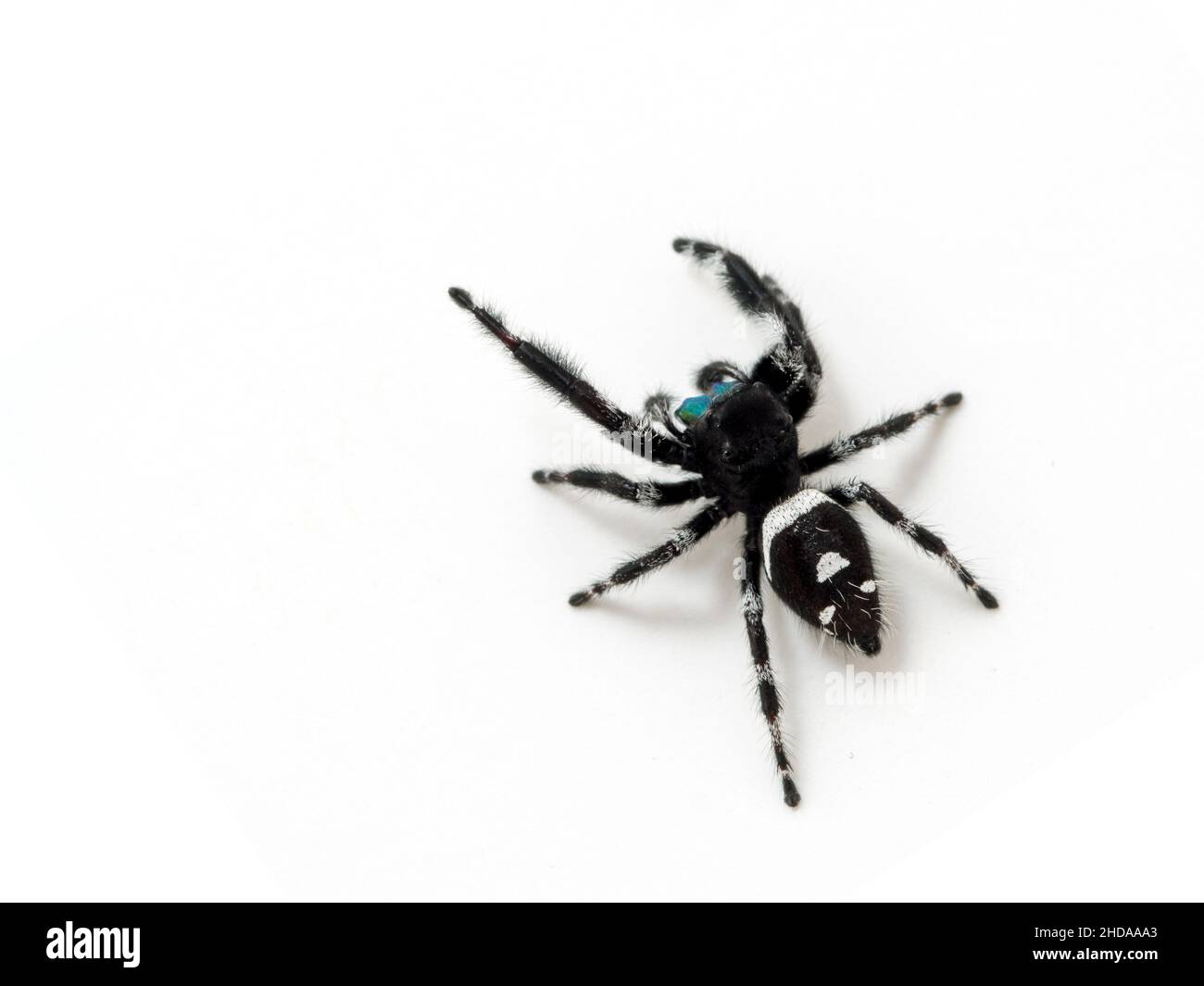 Ragno di salto regale maschile, Phiddipus regius, isolato CECP 2018 Foto Stock