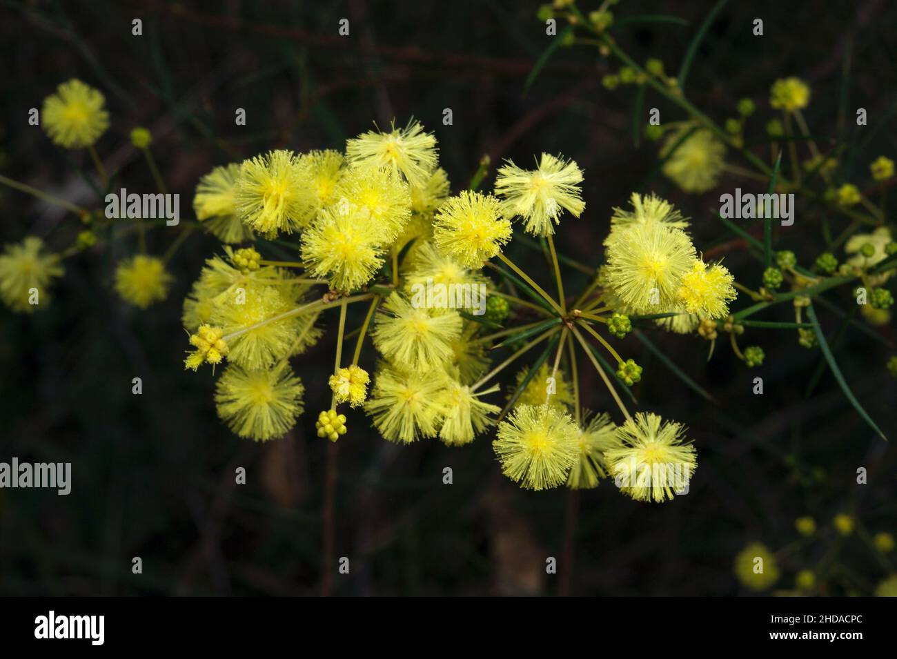 La primavera in Australia è tempo di Wattle - gloriosi fiori d'oro ovunque. Questo è il Silver Wattle (Acacia Dealbata) presso la Hochkins Ridge Reserve. Foto Stock