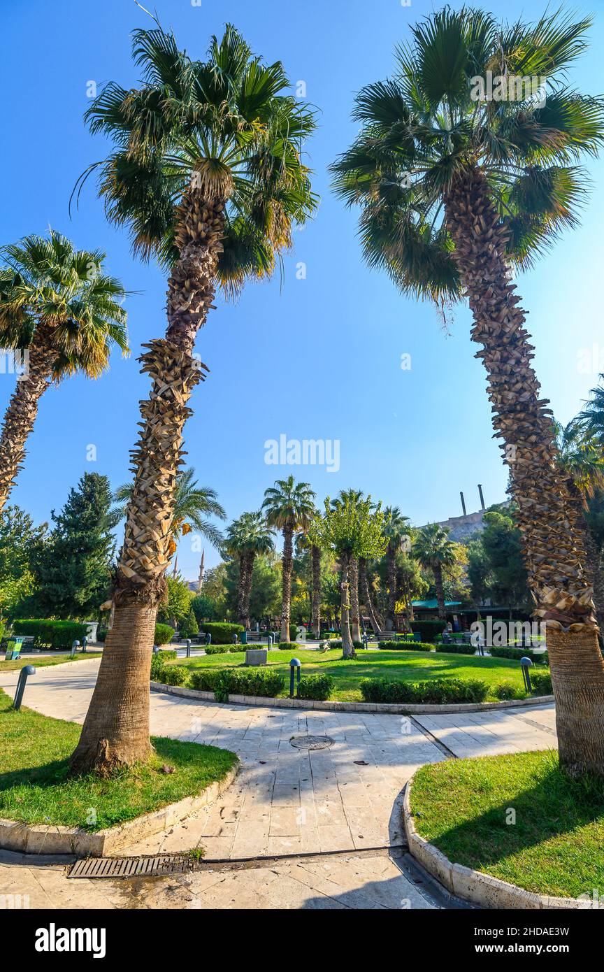 Albero di palma con foglie verdi e date di crescita su di essi. Belle palme con datteri sul cielo blu nel parco di Sanliurfa, Turchia Foto Stock