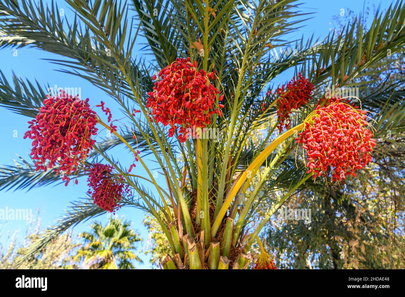 Albero di palma con foglie verdi e date di crescita su di essi. Belle palme con datteri sul cielo blu nel parco di Sanliurfa, Turchia Foto Stock