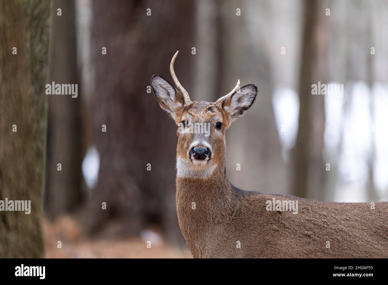 Il cervo dalla coda bianca (Odocoileus virginianus). Il buck era molto vecchio Foto Stock