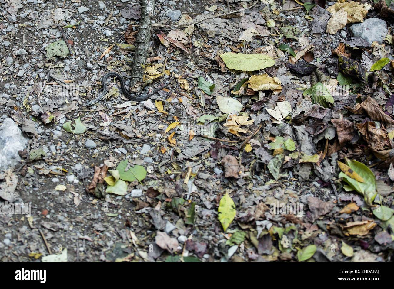 Piccolo serpente sneaking attraverso una terra marrone con radici e foglie e alcune rocce Foto Stock