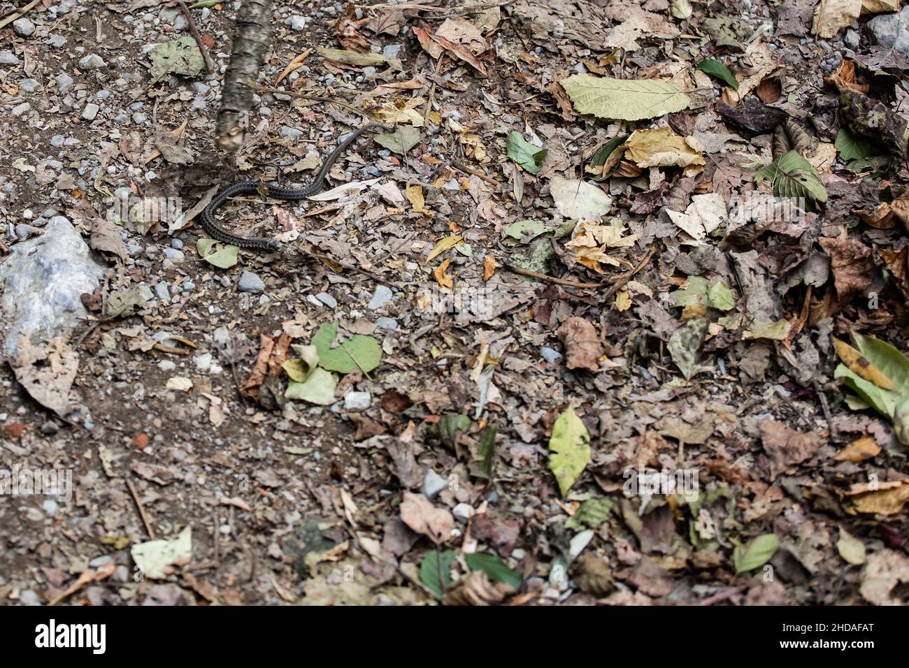 Piccolo serpente sneaking attraverso una terra marrone con radici e foglie e alcune rocce Foto Stock