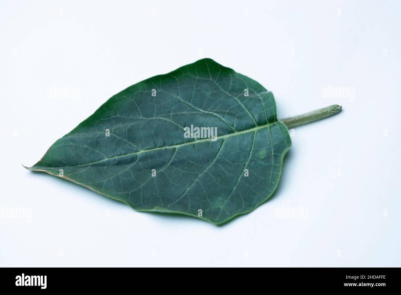Foglie di Clerodendrum hanno attività estese, come antinfiammatori e anti-nocicettivi, anti-ossidanti, anti-ipertensivi, anticancro, a Foto Stock