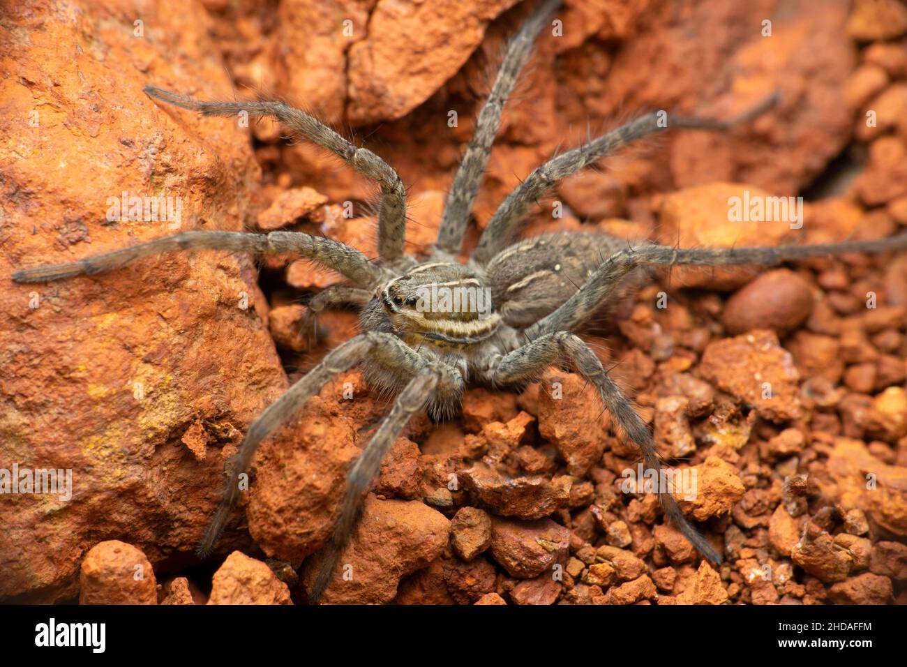 Ragno gigante ad imbuto, specie Hippasa, Satara, Maharashtra, India Foto Stock