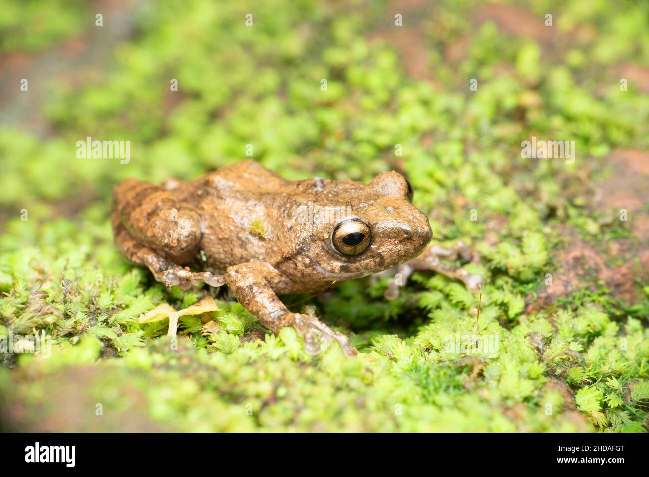 Raorchestes kakkayamensis. Kakkayam arbusto rana endemica per i ghiotti indiani occidentali, Bamboli, Satara, Maharashtra, India Foto Stock