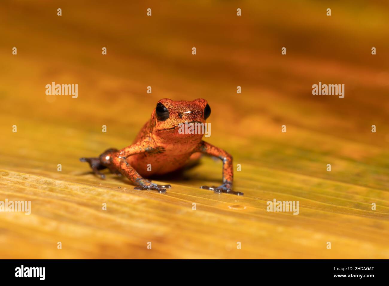 Rana velenosa di fragole (Oophaga pumilio, ex Dendrobates pumilio), specie di piccola rana velenosa di freccette trovato in America Centrale. Tortuguero, C. Foto Stock