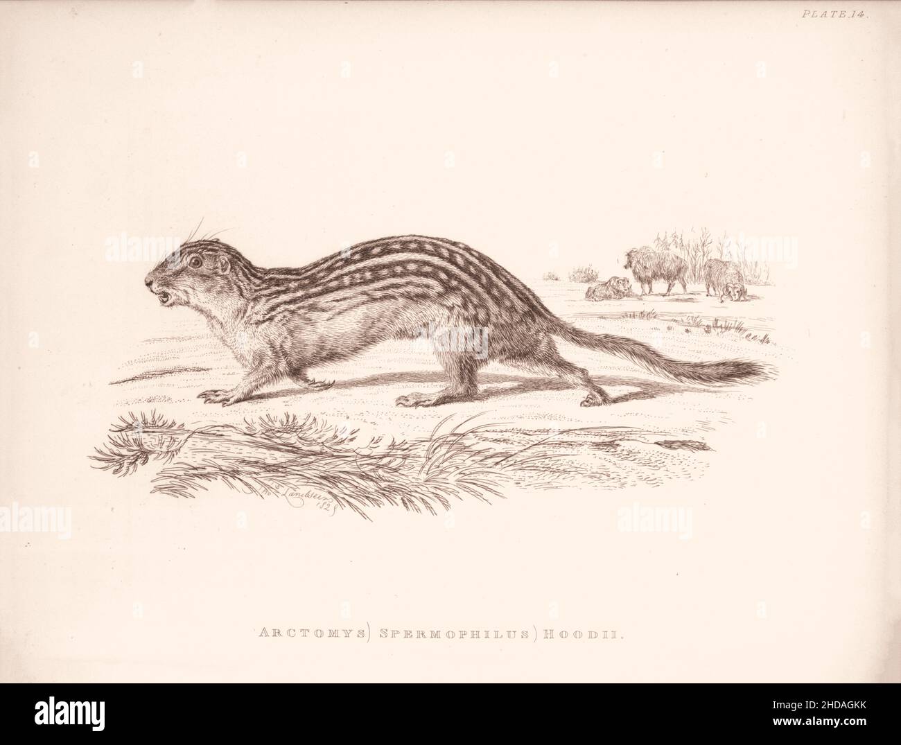 Acquaforte vintage (disegno) del leopardo-Marmot. Arctomys (Spermophilus) Hoodii. 1829-1837, di J. Murray (Editore) Foto Stock