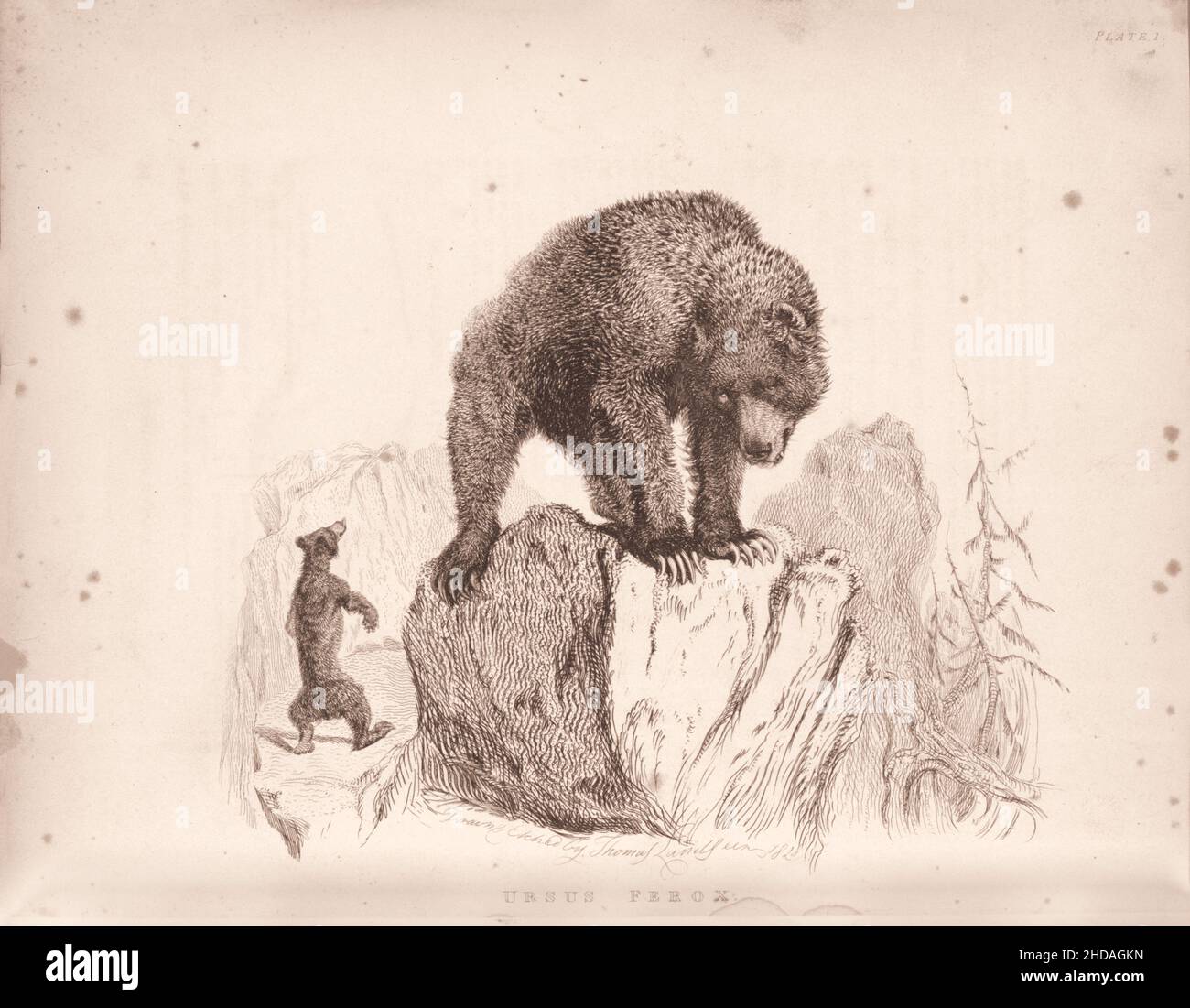 Incisione vintage (disegno) dell'orso brulicante (Ursus ferox). 1829-1837, di J. Murray (Editore) Foto Stock