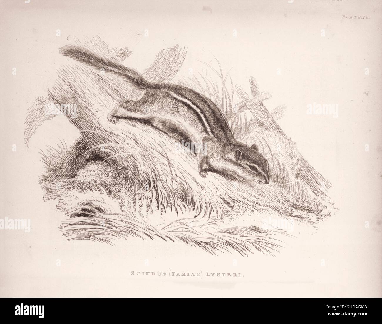 Incisione vintage (disegno) dell'Hackee. Sciurus (Tamias) Lysteri. 1829-1837, di J. Murray (Editore) Foto Stock