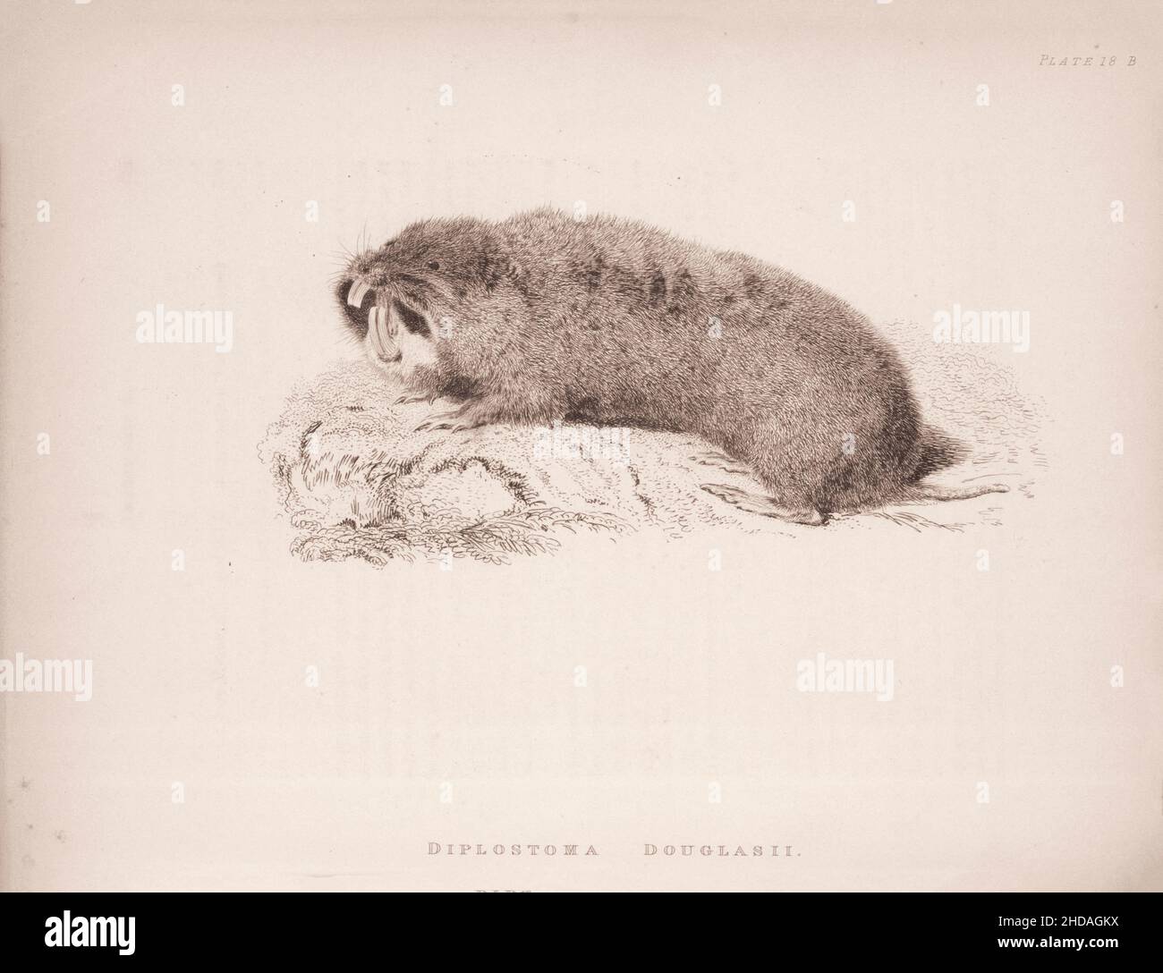 Incisione vintage (disegno) del Camas-Rat. Diplostoma douglasii. 1829-1837, di J. Murray (Editore) Foto Stock