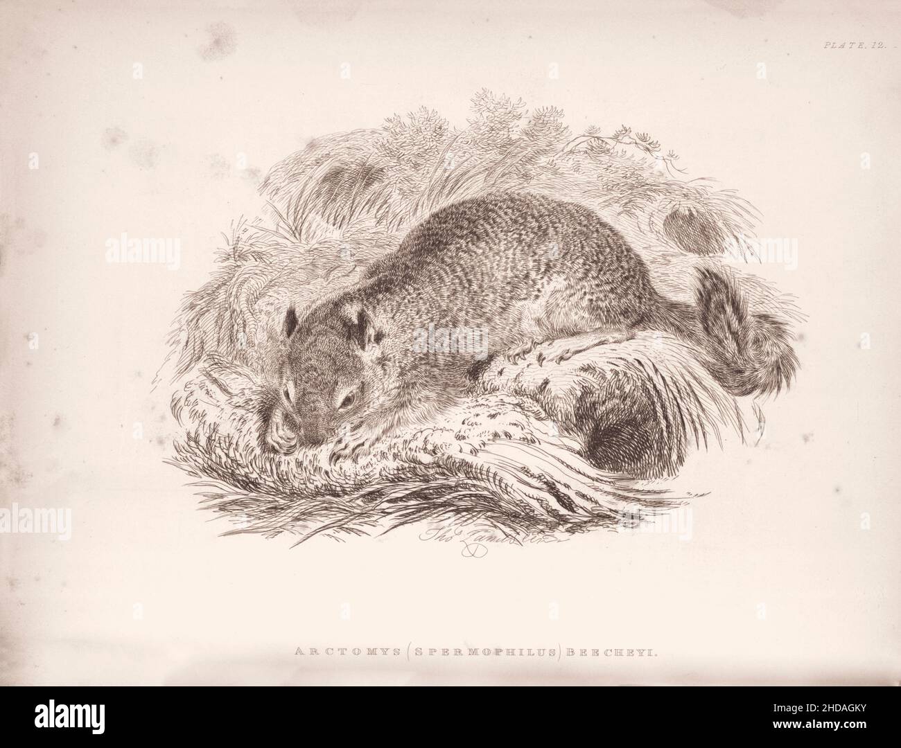 Incisione vintage (disegno) del Marmotto di Bechey. Arctomys (Spermophilus) Beecheyi. 1829-1837, di J. Murray (Editore) Foto Stock