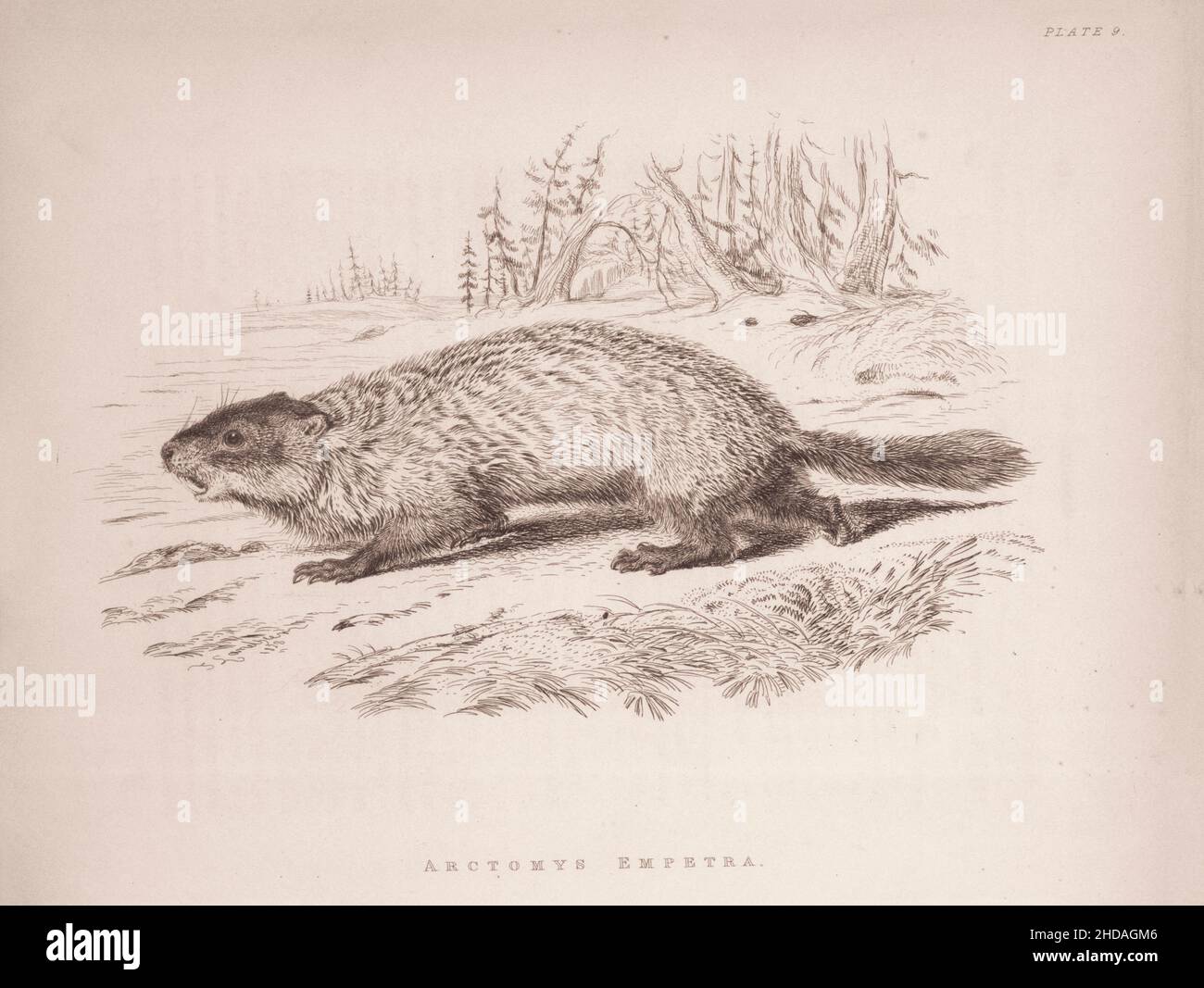 Acquaforte vintage (disegno) del Quebec Marmot. Arctomys empetra. 1829-1837, di J. Murray (Editore) Foto Stock