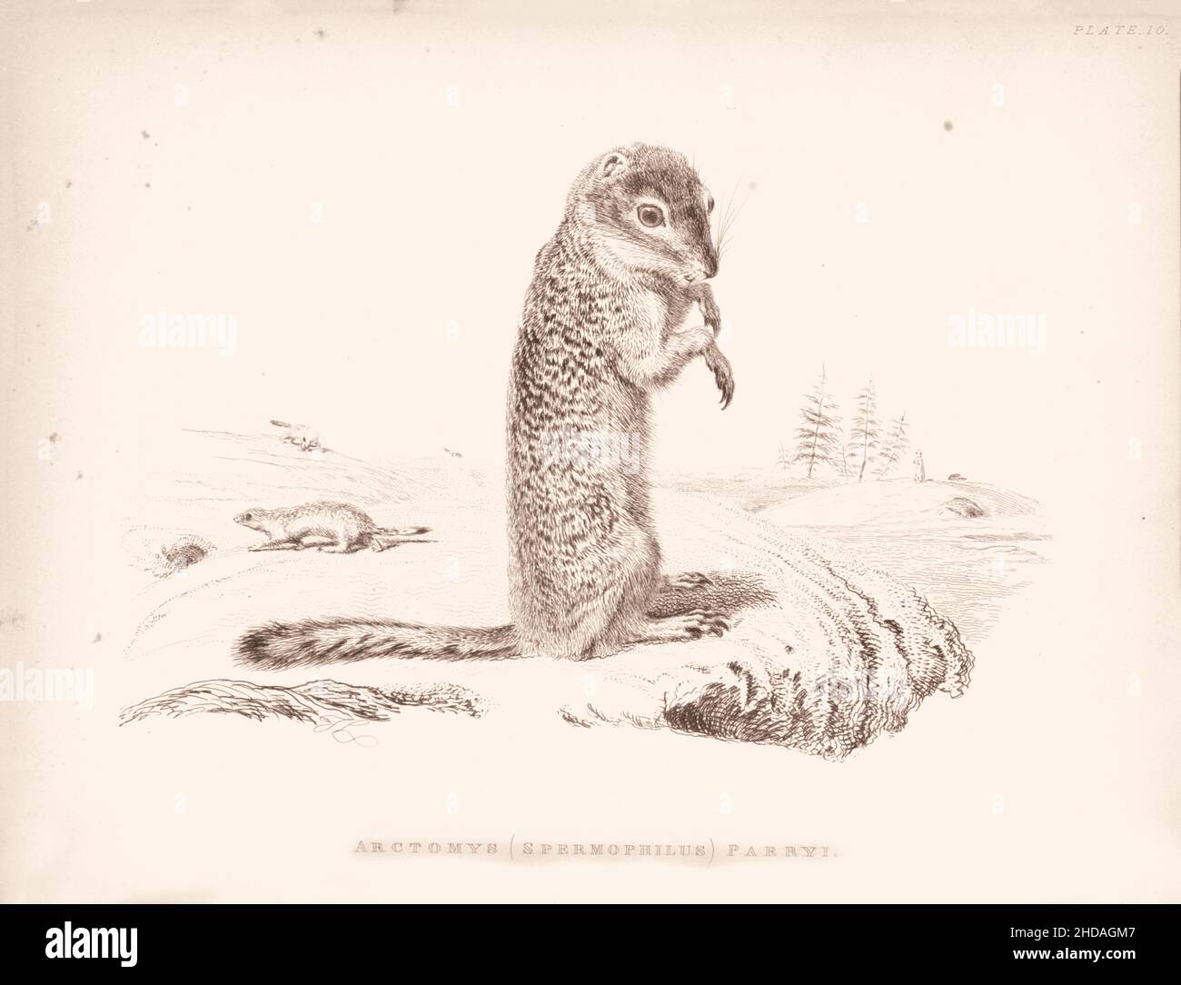 Incisione vintage (disegno) del Marmotto di Parry. Arctomys (Spermophilus) Parryi. 1829-1837, di J. Murray (Editore) Foto Stock