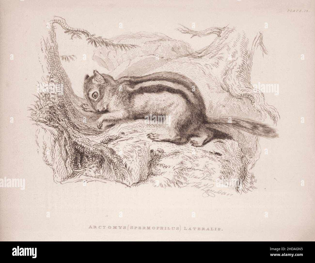 Acquaforte vintage (disegno) di Say's Marmott. Arctomys (Spermophilus) lateralis. 1829-1837, di J. Murray (Editore) Foto Stock