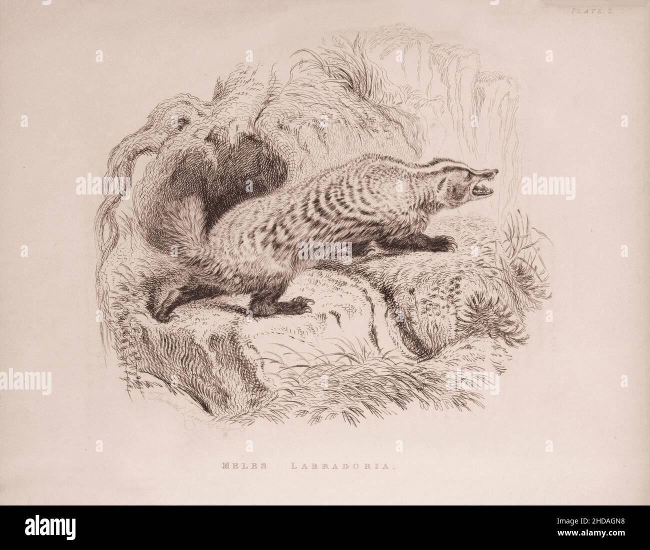 Acquaforte vintage (disegno) di Badger americano (Meles Labradoria). 1829-1837, di J. Murray (Editore) Foto Stock
