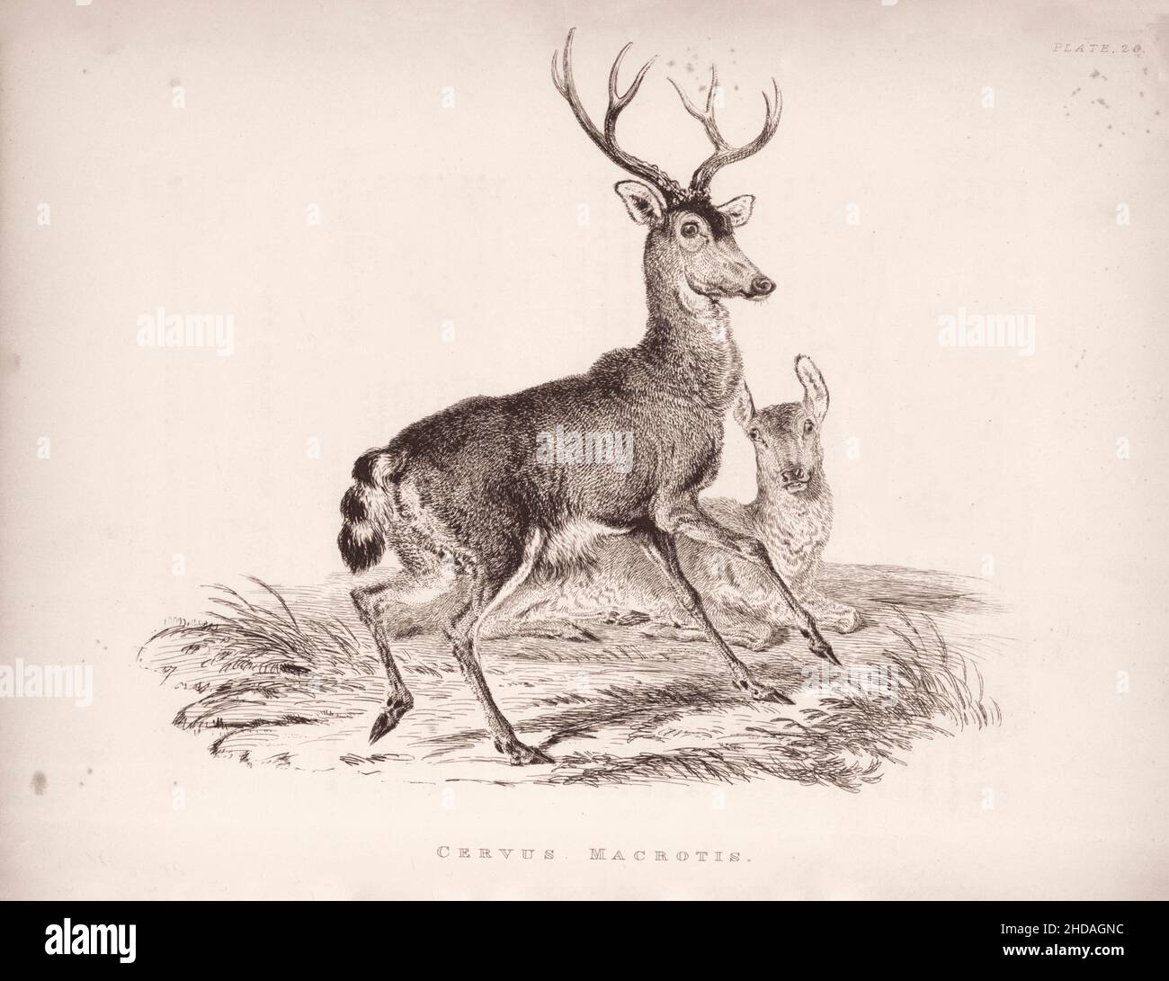 Incisione vintage (disegno) del cervo dalla coda nera. Macrotis di Cervus. 1829-1837, di J. Murray (Editore) Foto Stock