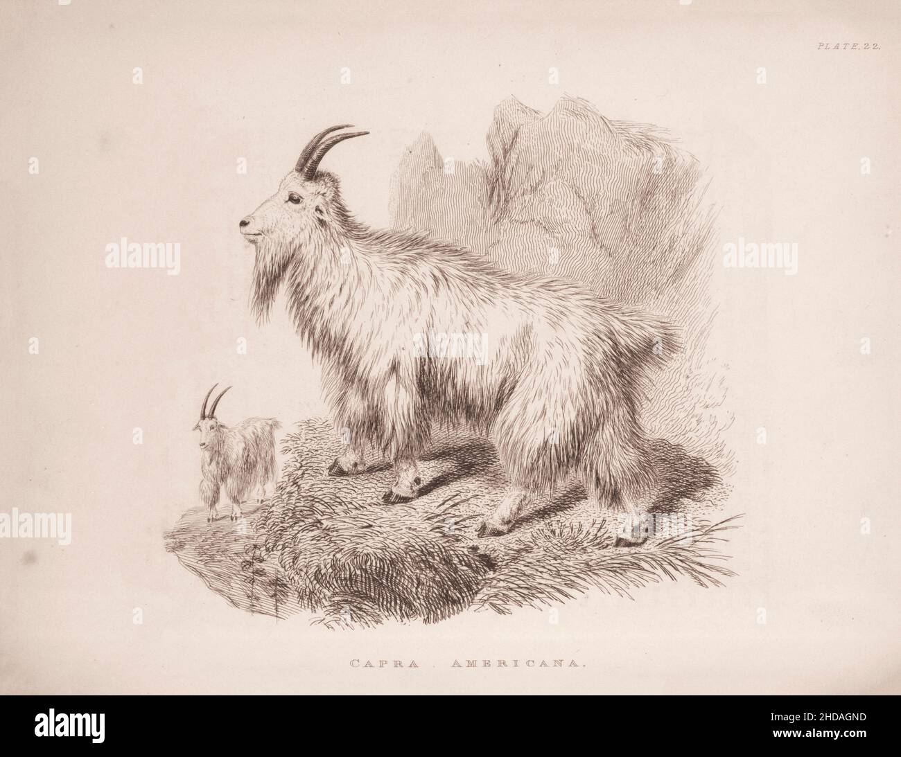 Acquaforte vintage (disegno) della capra delle Montagne Rocciose. Capra americana. 1829-1837, di J. Murray (Editore) Foto Stock