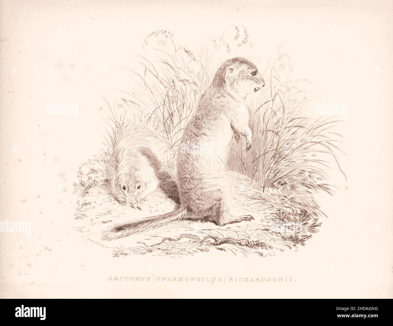 Acquaforte vintage (disegno) del marmotto Tawny. Arctomys (Spermophilus) Richardsonii. 1829-1837, di J. Murray (Editore) Foto Stock
