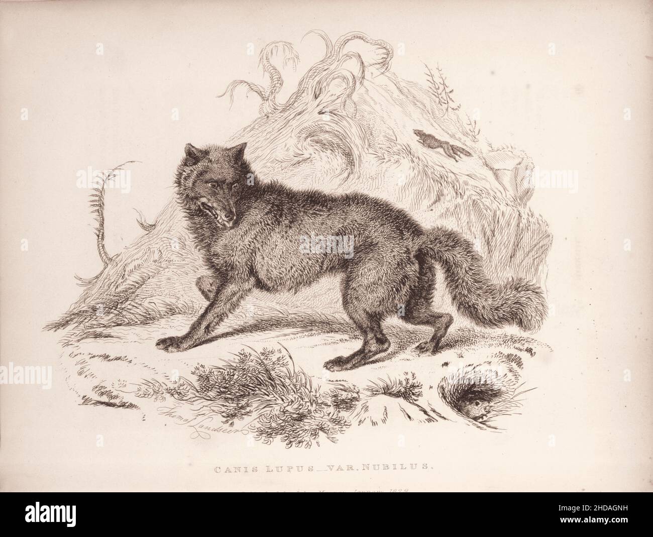 Acquaforte vintage (disegno) di un lupo di Dusky (Canis Lupus, var. Nubilo). 1829-1837, di J. Murray (Editore) Foto Stock
