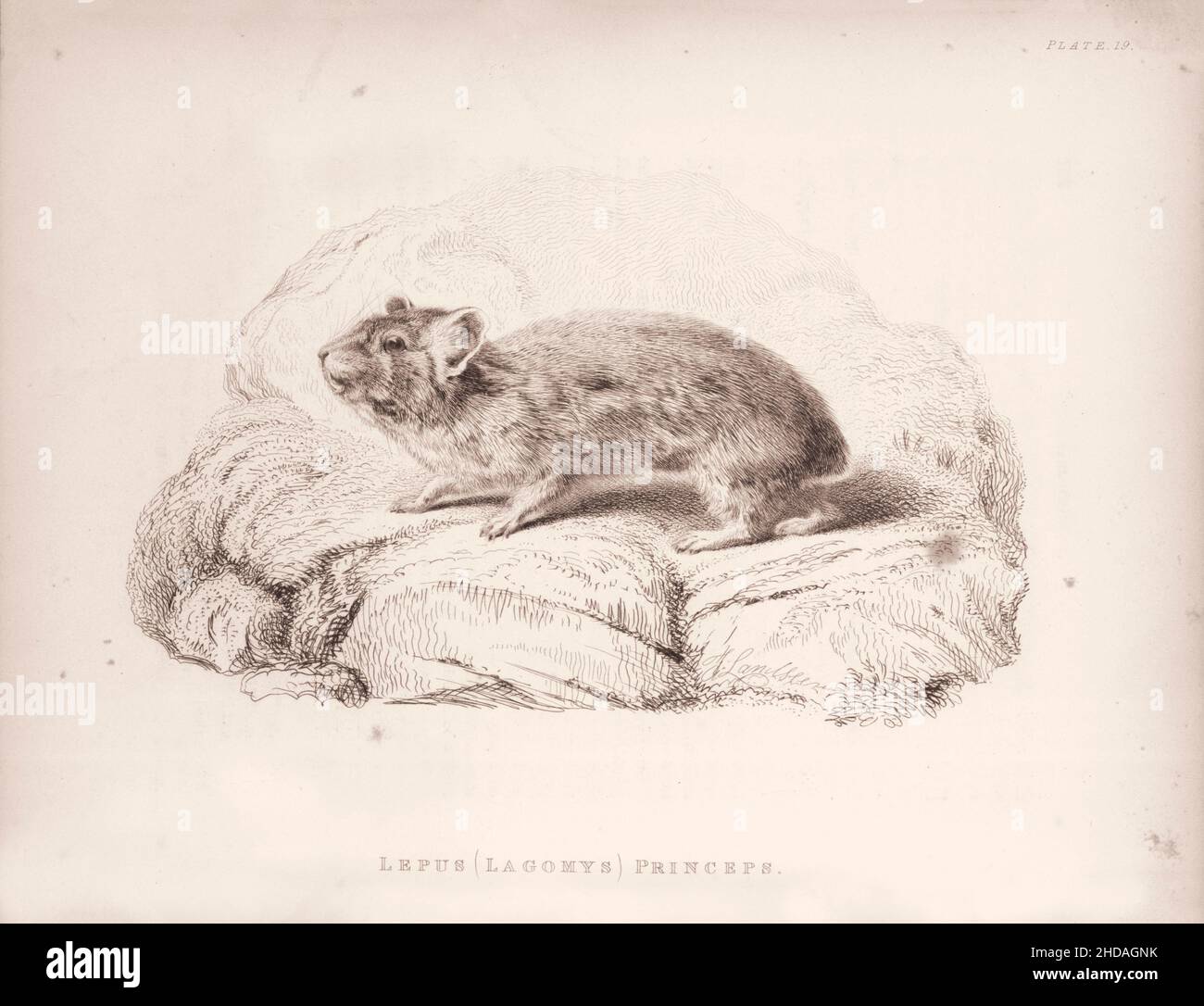 Acquaforte vintage (disegno) della Lepre poco Capo. Lepus (Lagomys) Princeps. 1829-1837, di J. Murray (Editore) Foto Stock