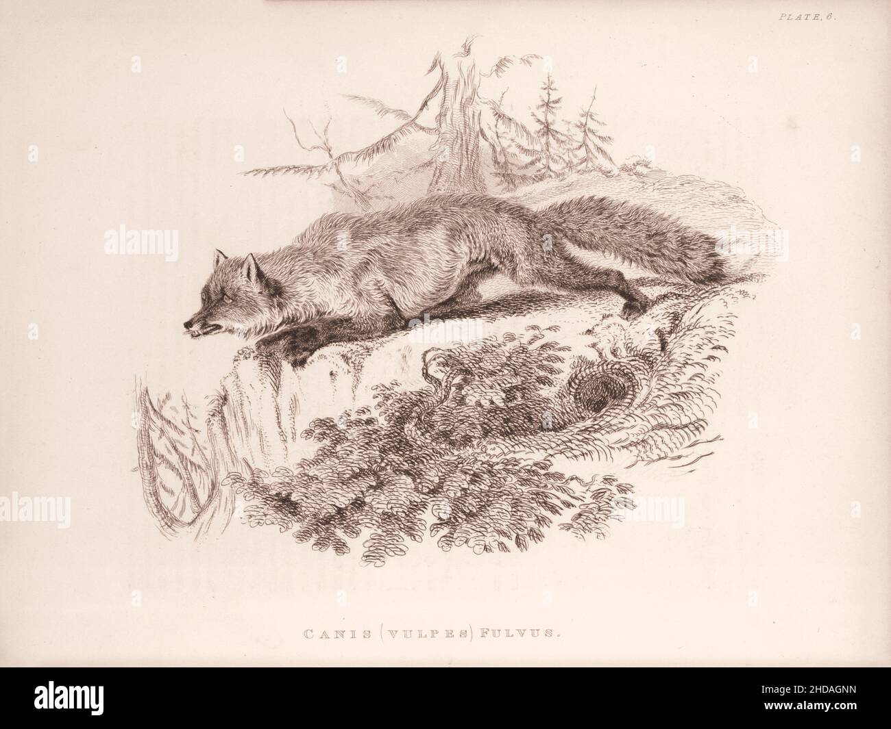 Incisione vintage (disegno) della volpe americana. Canis (vulpes) fulvus. 1829-1837, di J. Murray (Editore) Foto Stock