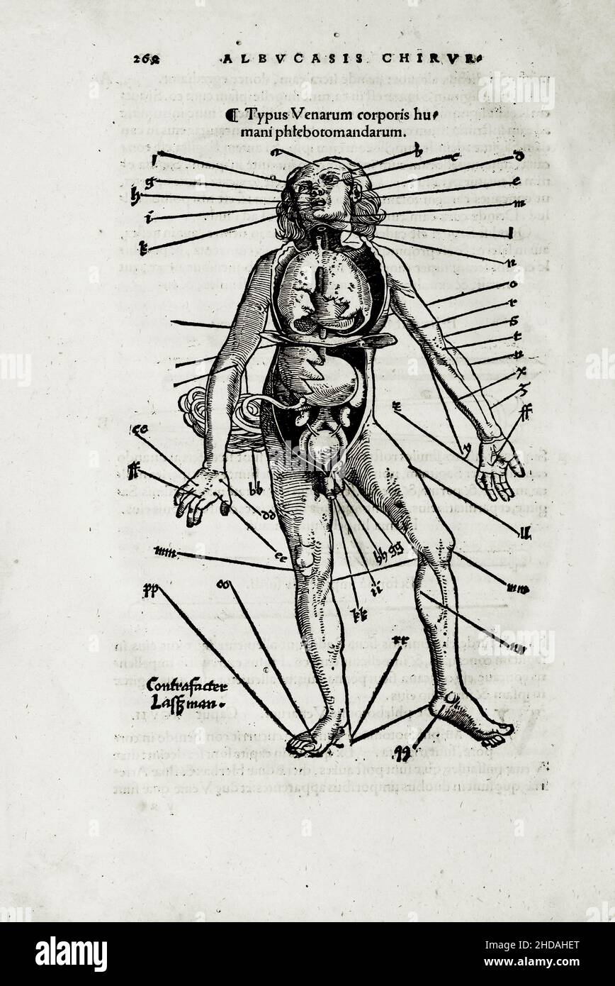 L'illustrazione di 16th secolo della chirurgia e delle operazioni chirurgiche nel Medioevo: Tipo delle vene del corpo umano. Dai libri medievali di o Foto Stock