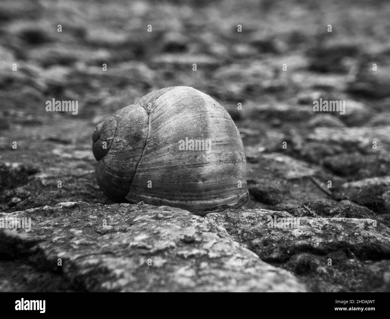 Scatto in scala di grigi di una lumaca al centro della e Foto Stock