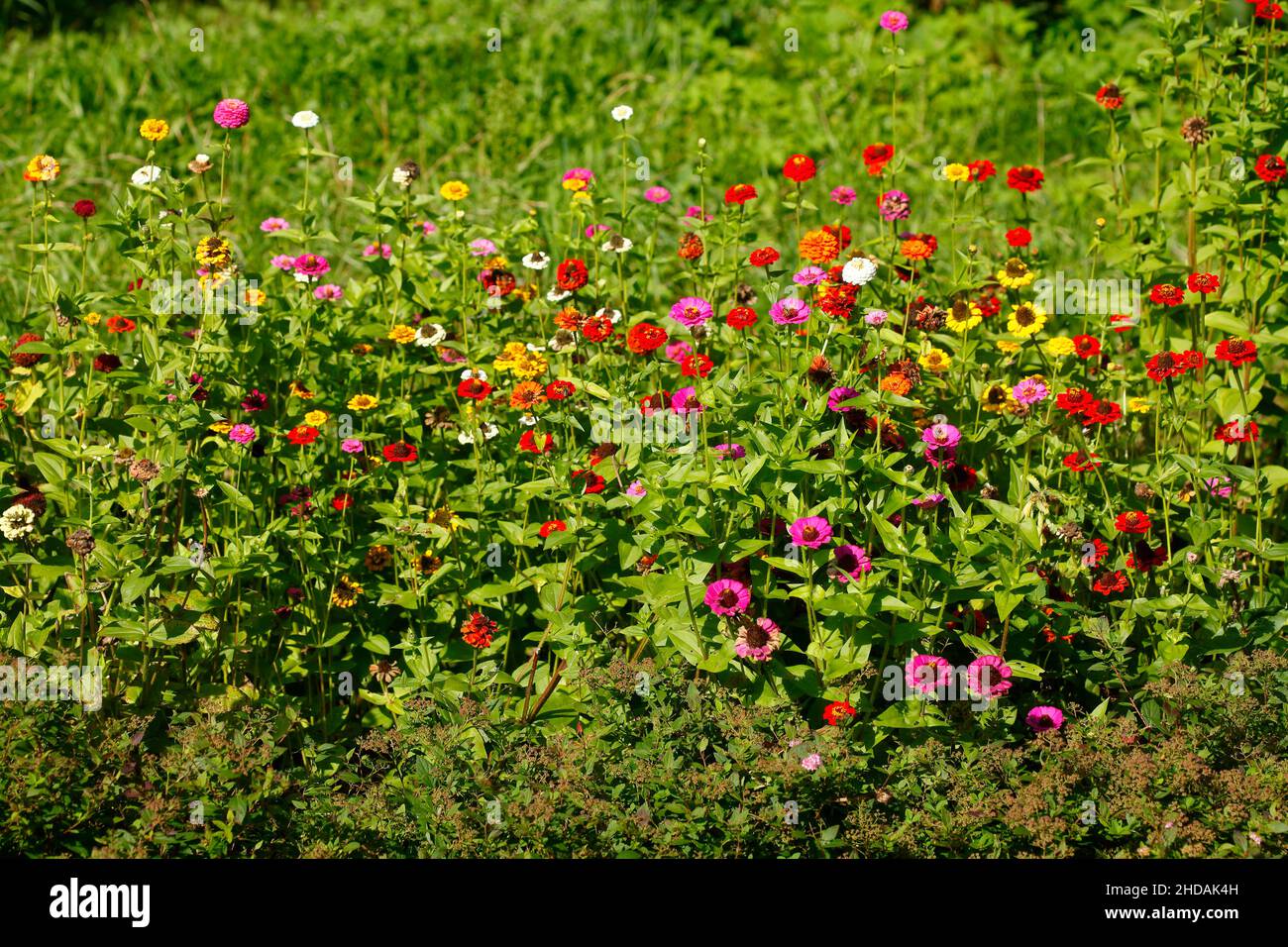 Zinnia colorata, (Zinnia), prato di fiori, Germania, Europa Foto Stock