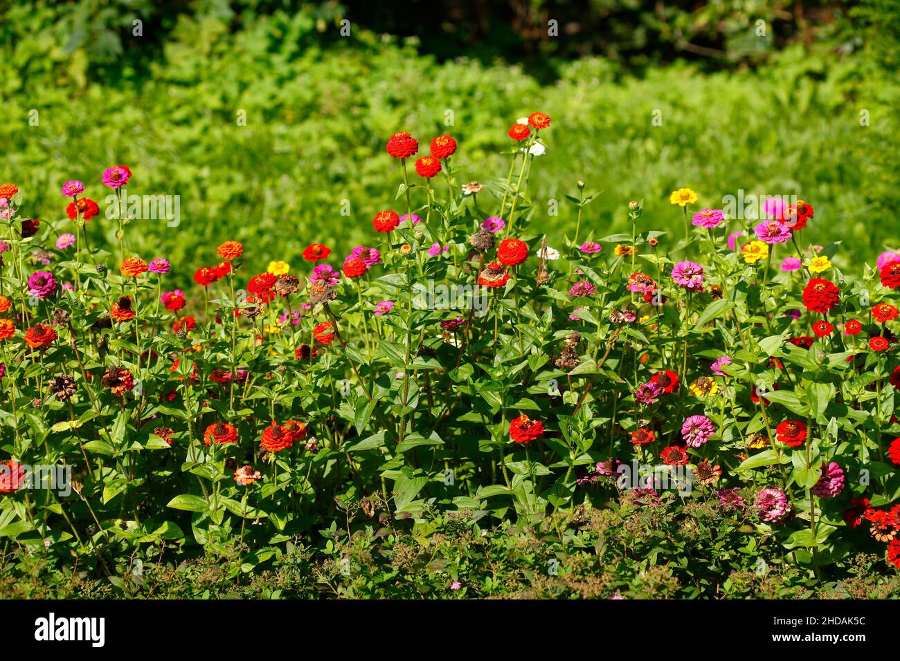 Zinnia colorata, (Zinnia), prato di fiori, Germania, Europa Foto Stock