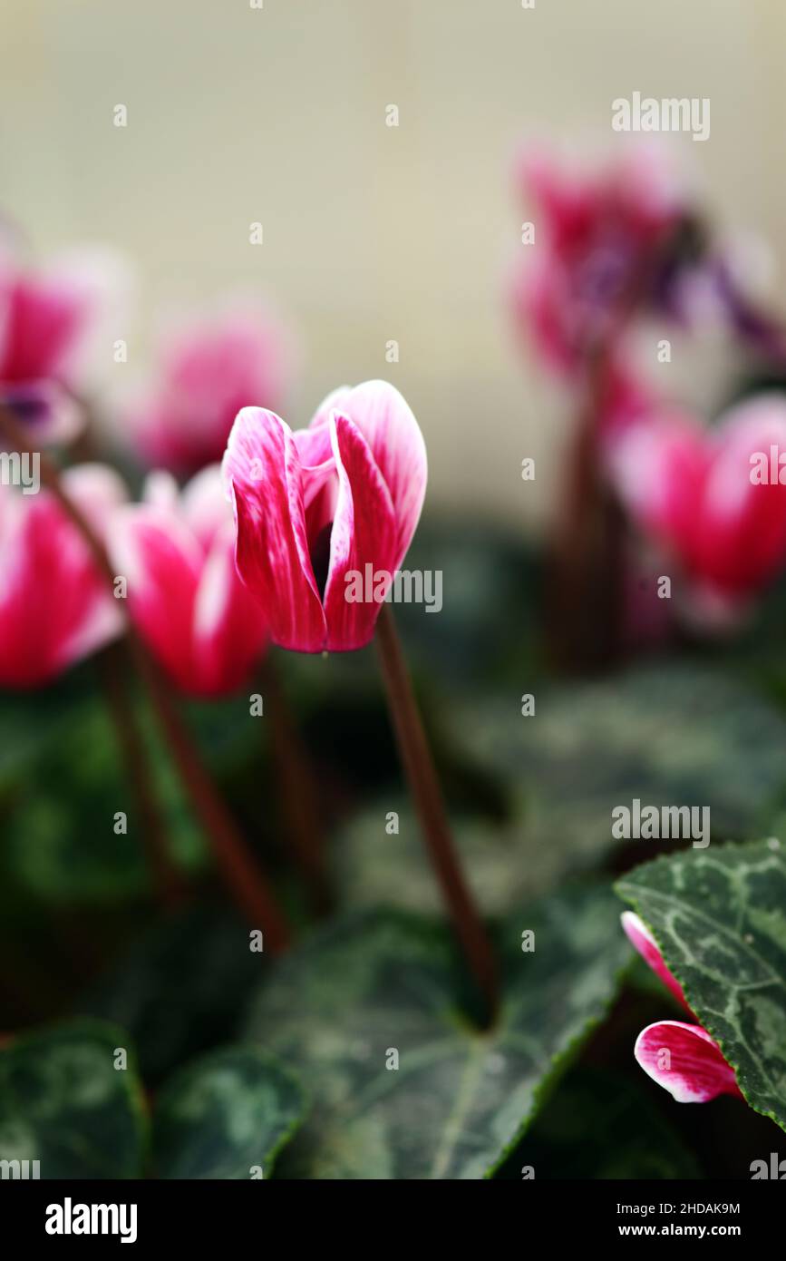 Ciclamino Fiore Foto Stock