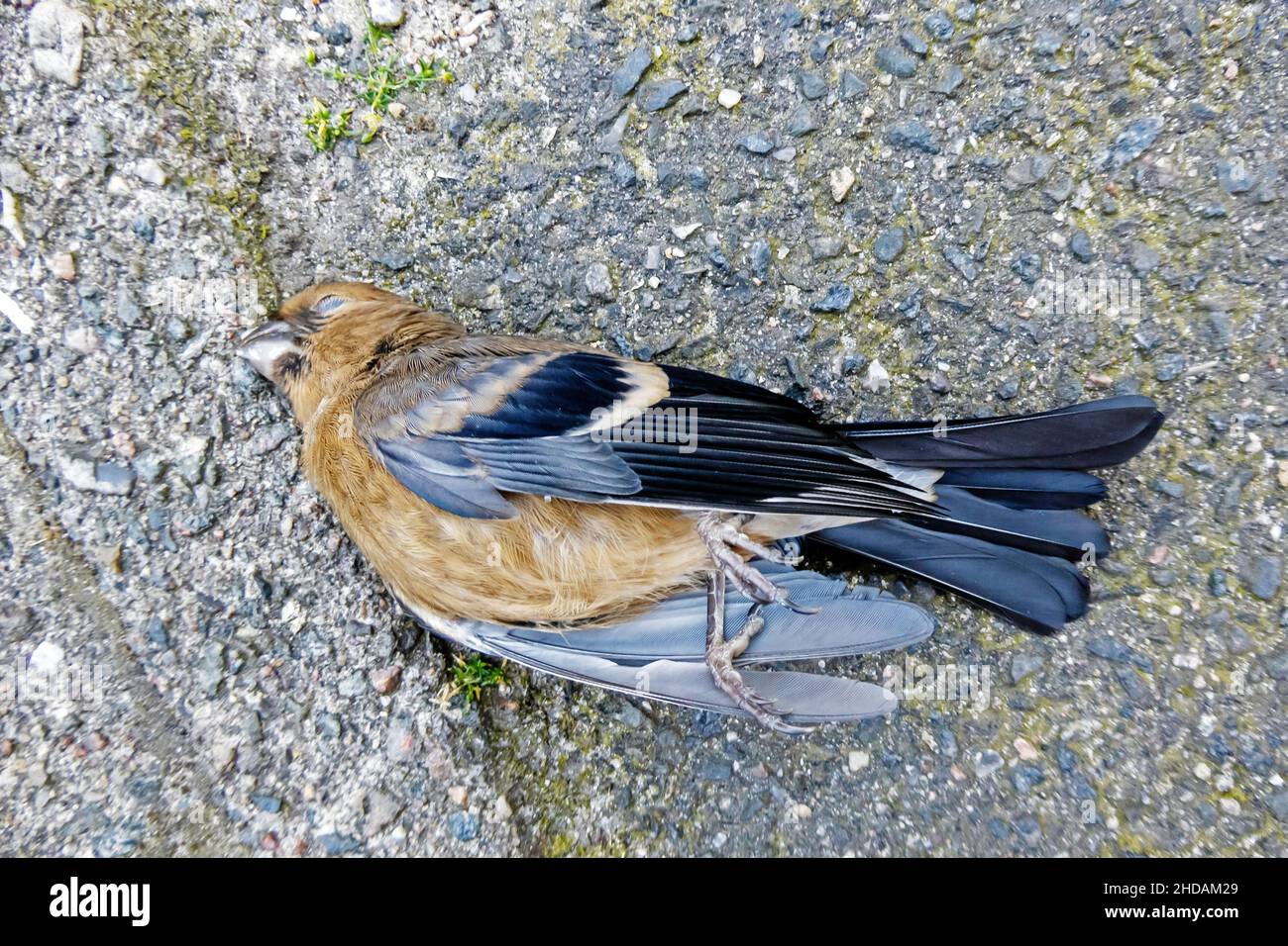 Buchfink al Verkehrsopfer, Fringilla coelebs / Chaffinch come roadkill, Fringilla coelebs Foto Stock