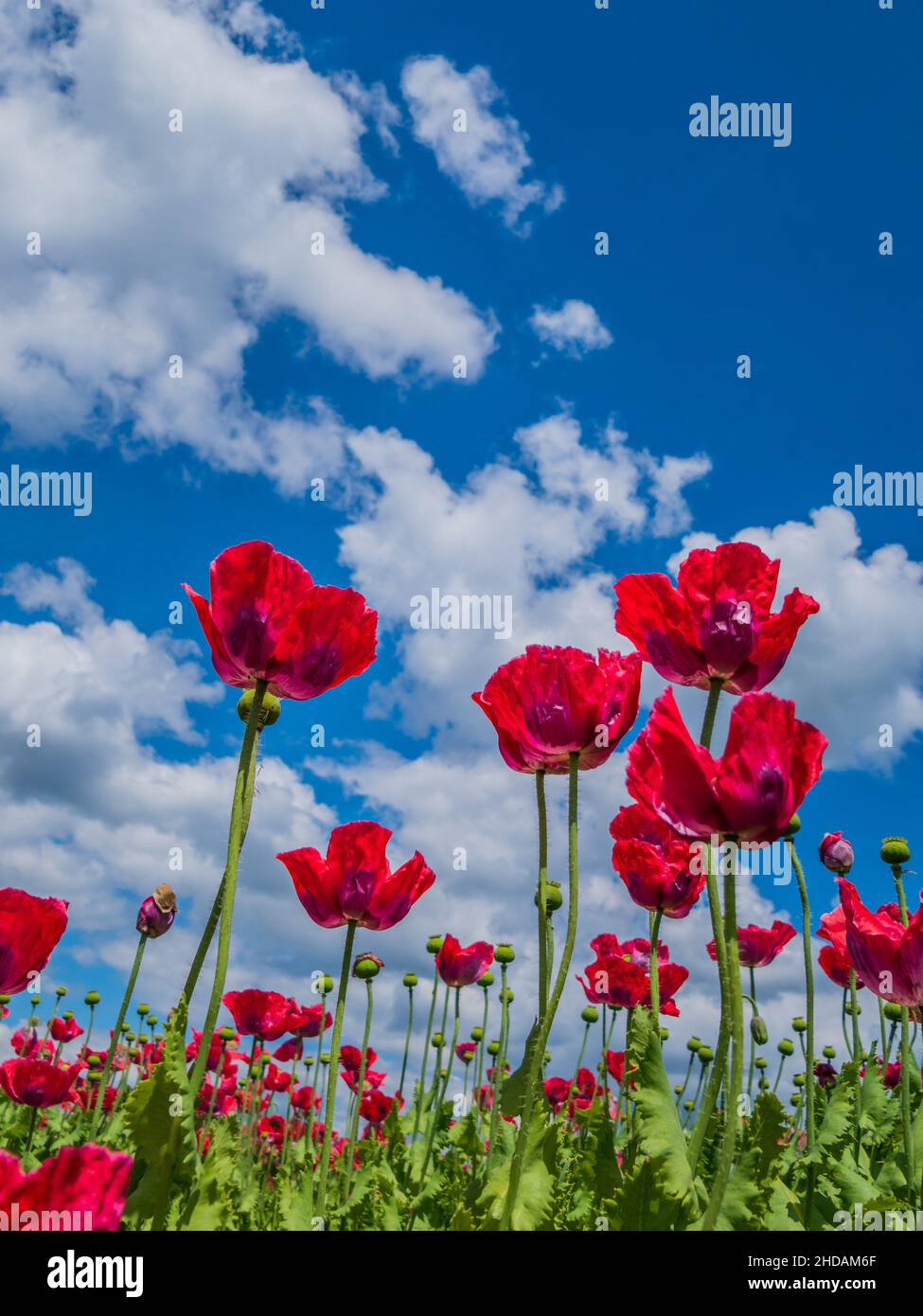 Österreich, Niederösterreich, in der Nähe von Armschlag. Ein Feld mit blühendem, roten Mohn erfreut das Auge. Foto Stock